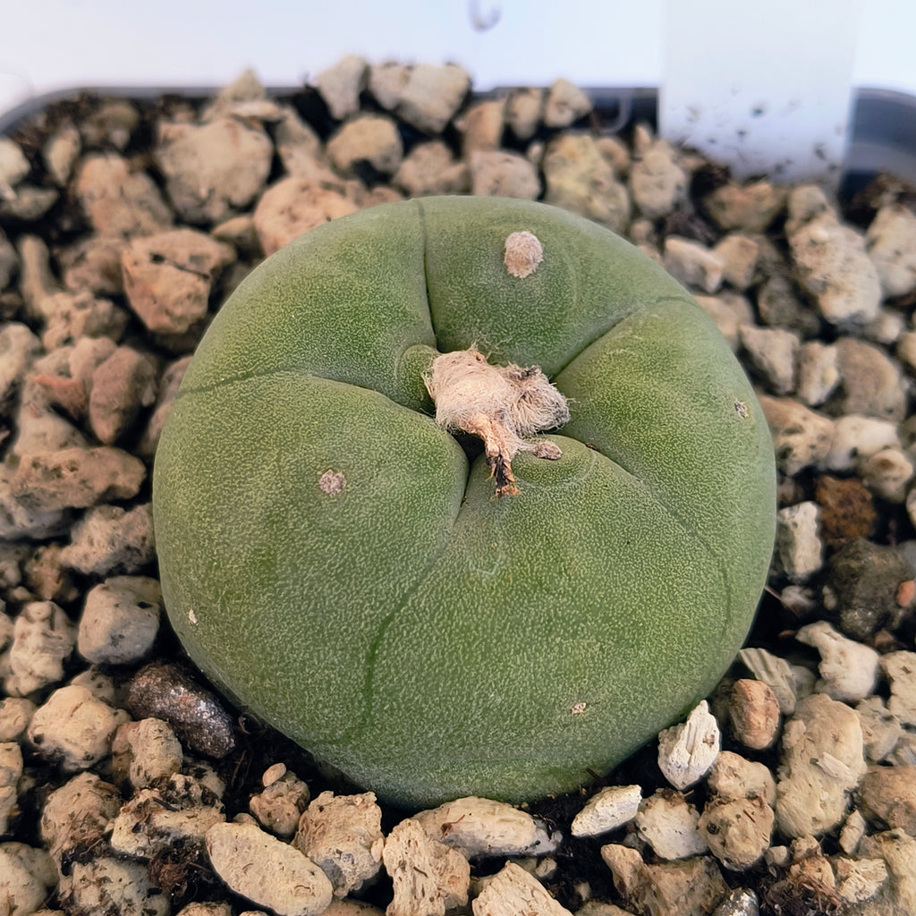Lophophora diffusa cv. "Koike"