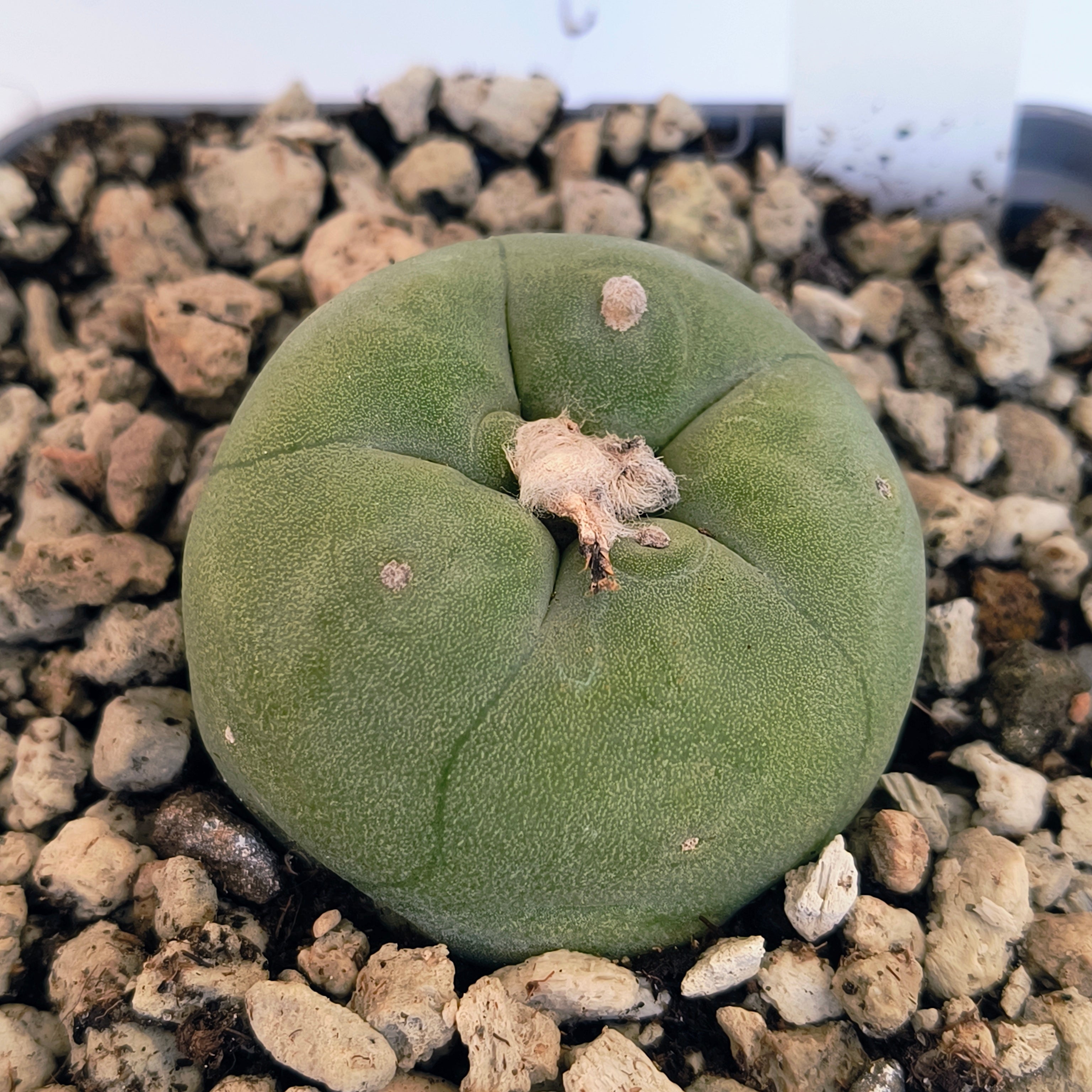 Lophophora diffusa cv. "Koike"