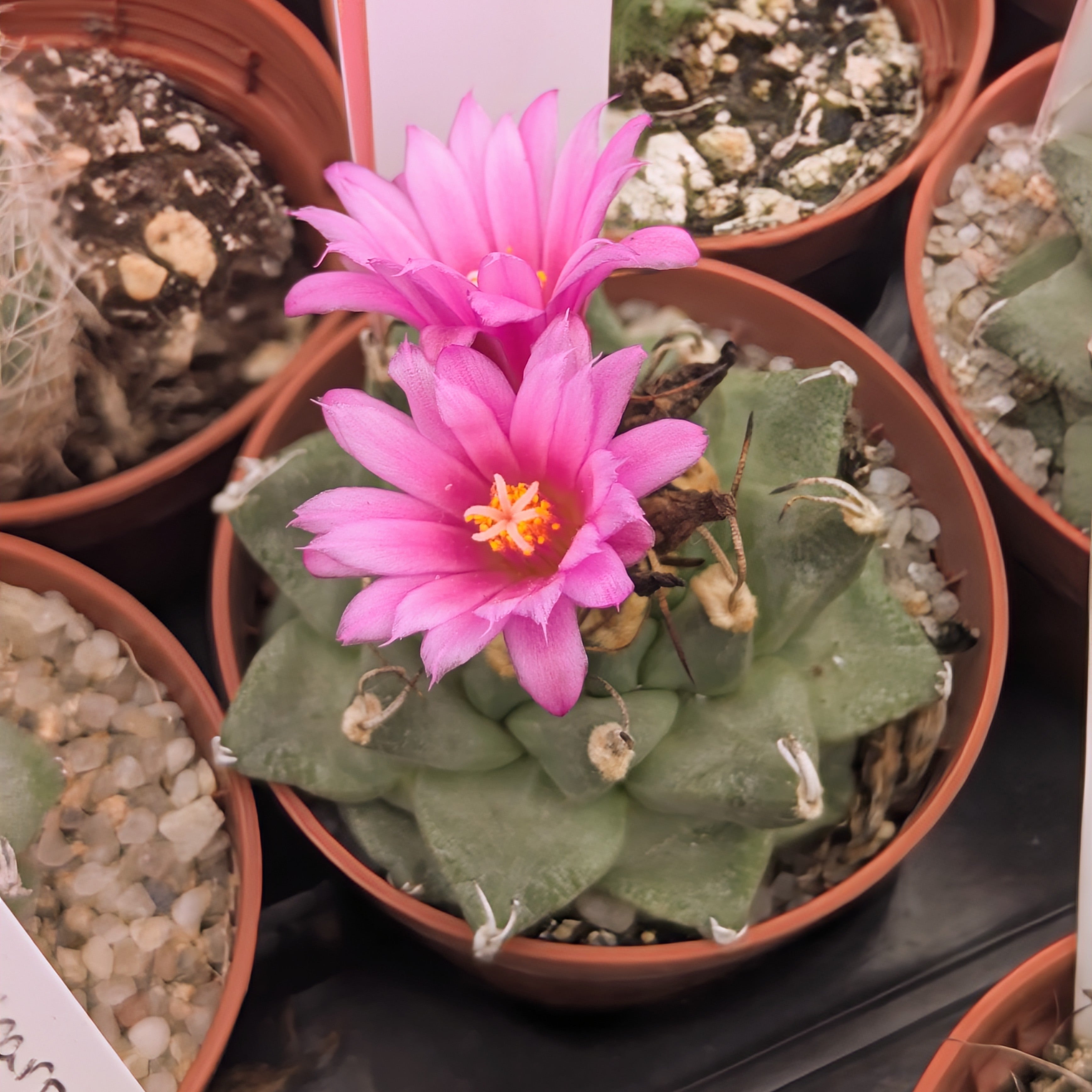 Turbinicarpus alonsoi