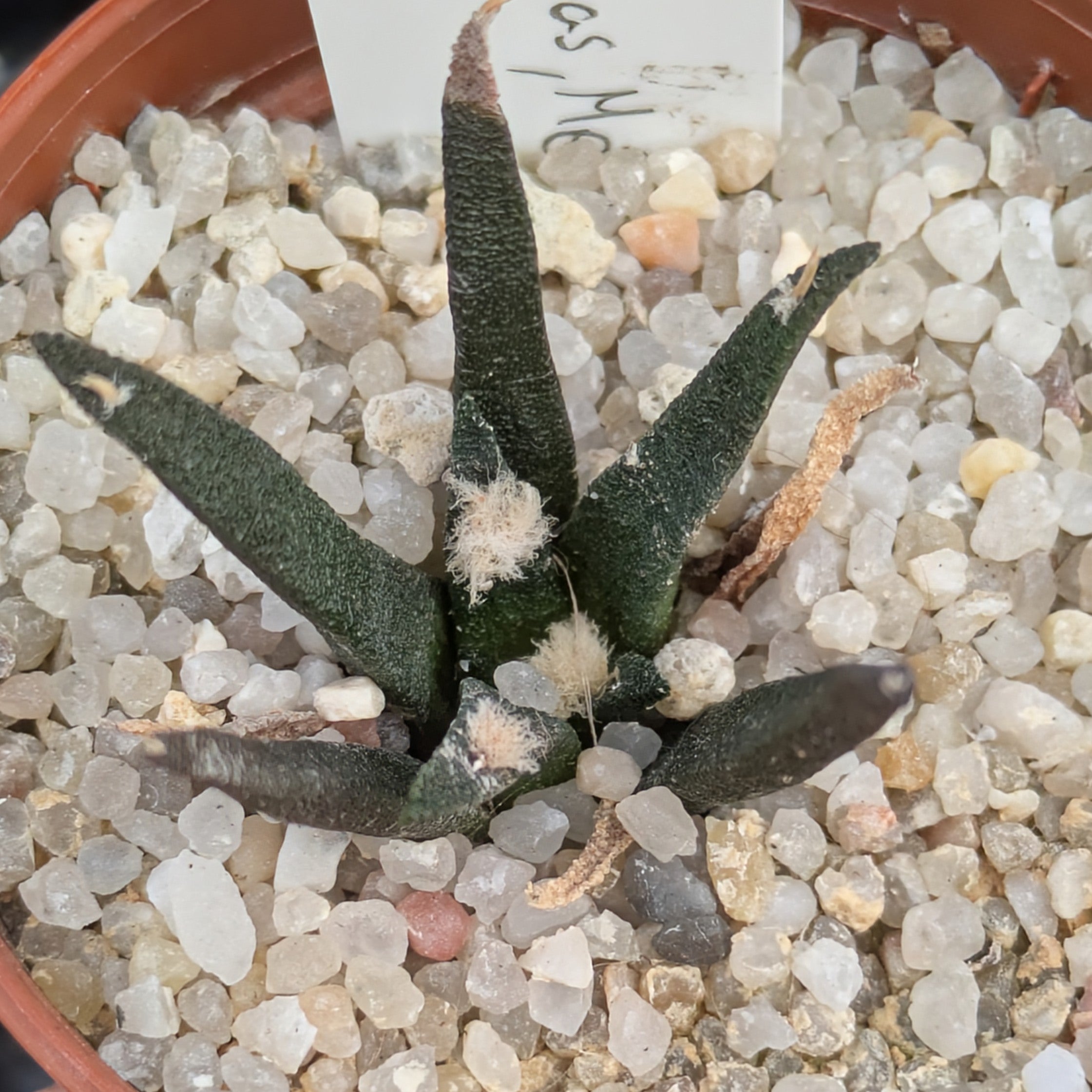 Ariocarpus agavoides RS602 Tula, Tamaulipas
