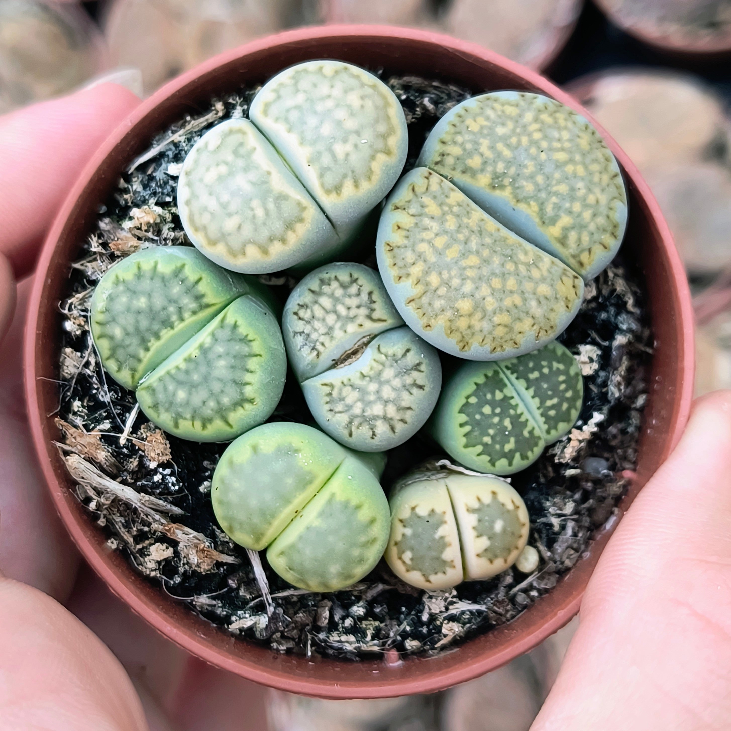 Lithops verdes