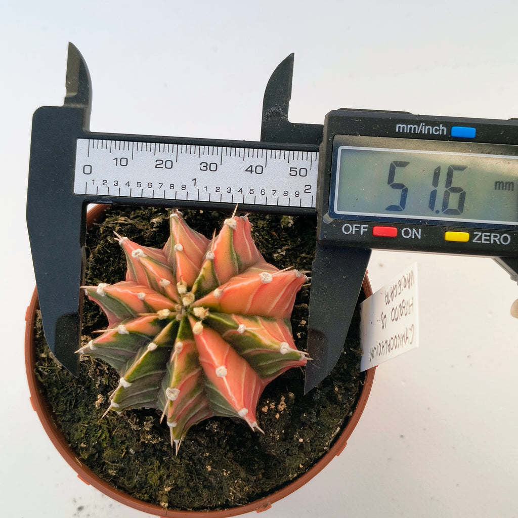 Gymnocalycium híbrido LB variegata