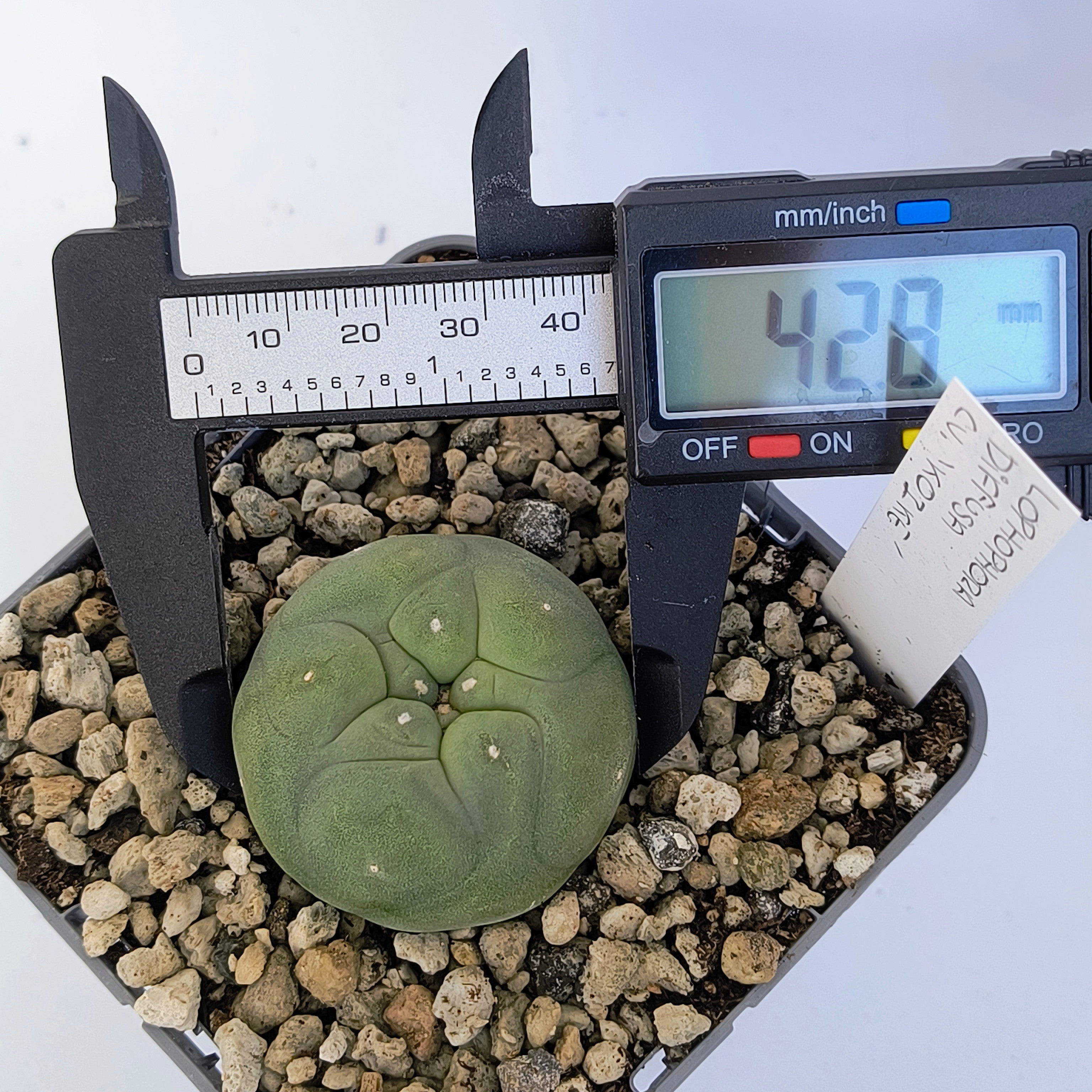 Lophophora diffusa cv. "Koike"