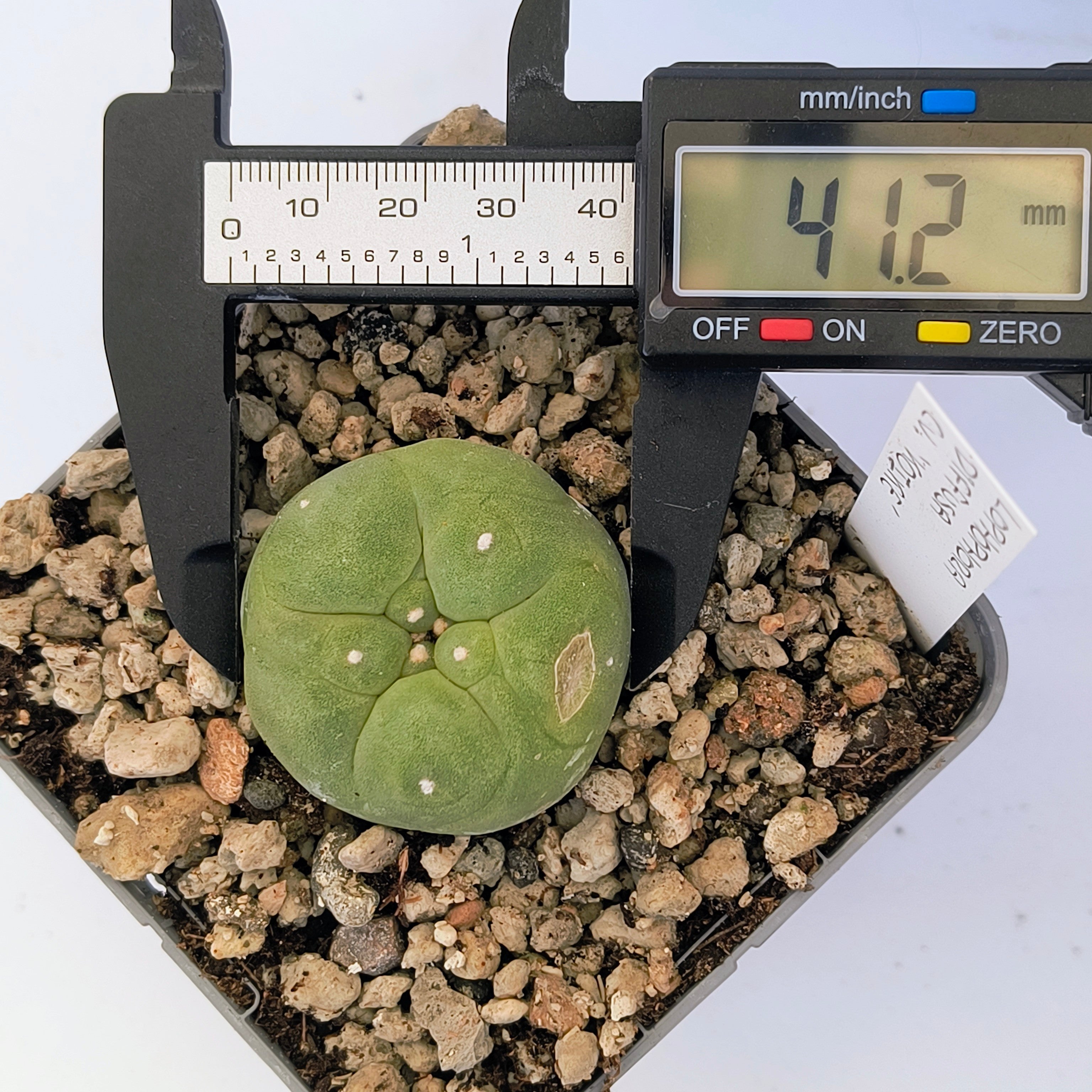 Lophophora diffusa cv. "Koike"