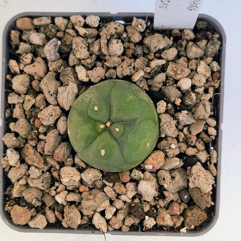 Lophophora diffusa cv. "Koike"
