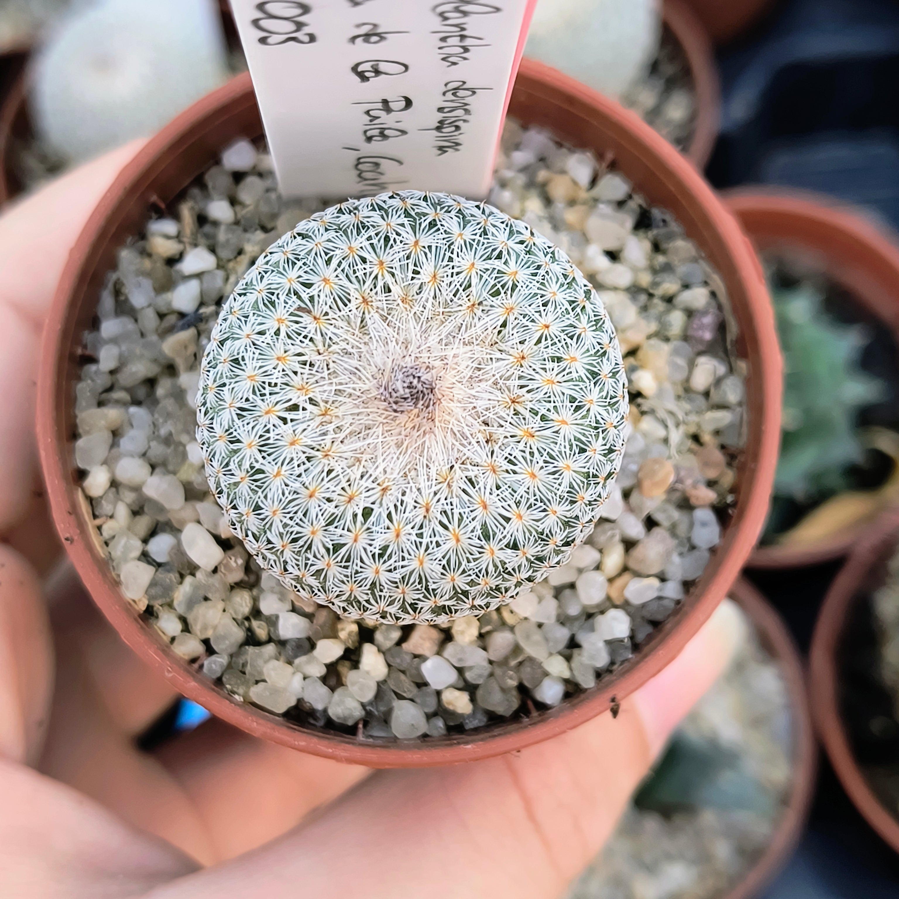 Epithelantha densispina Sierra de la Paila, Coahuila