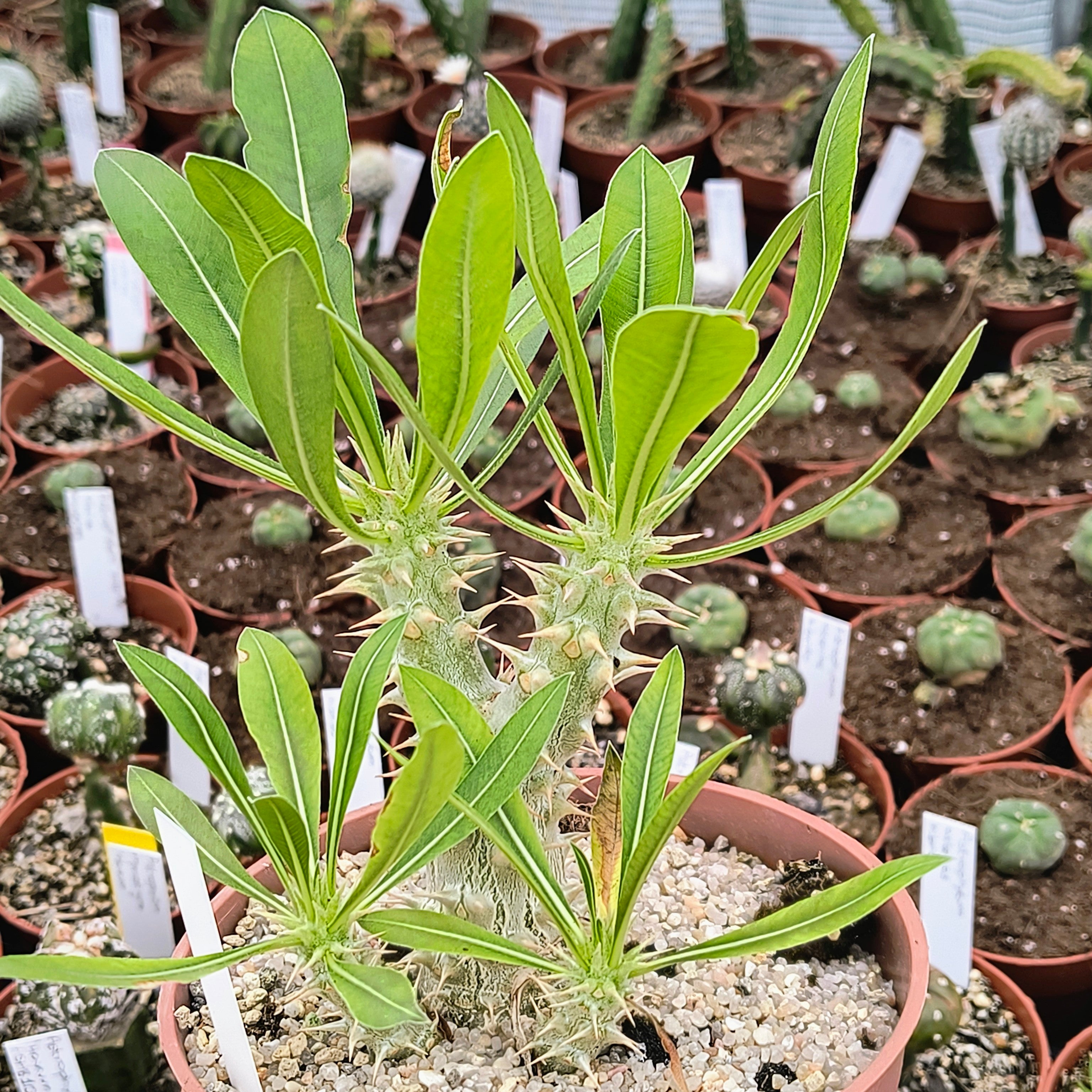 Pachypodium horombense