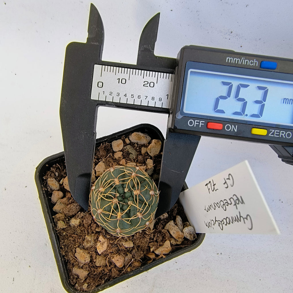 Gymnocalycium netrelianum GF 721