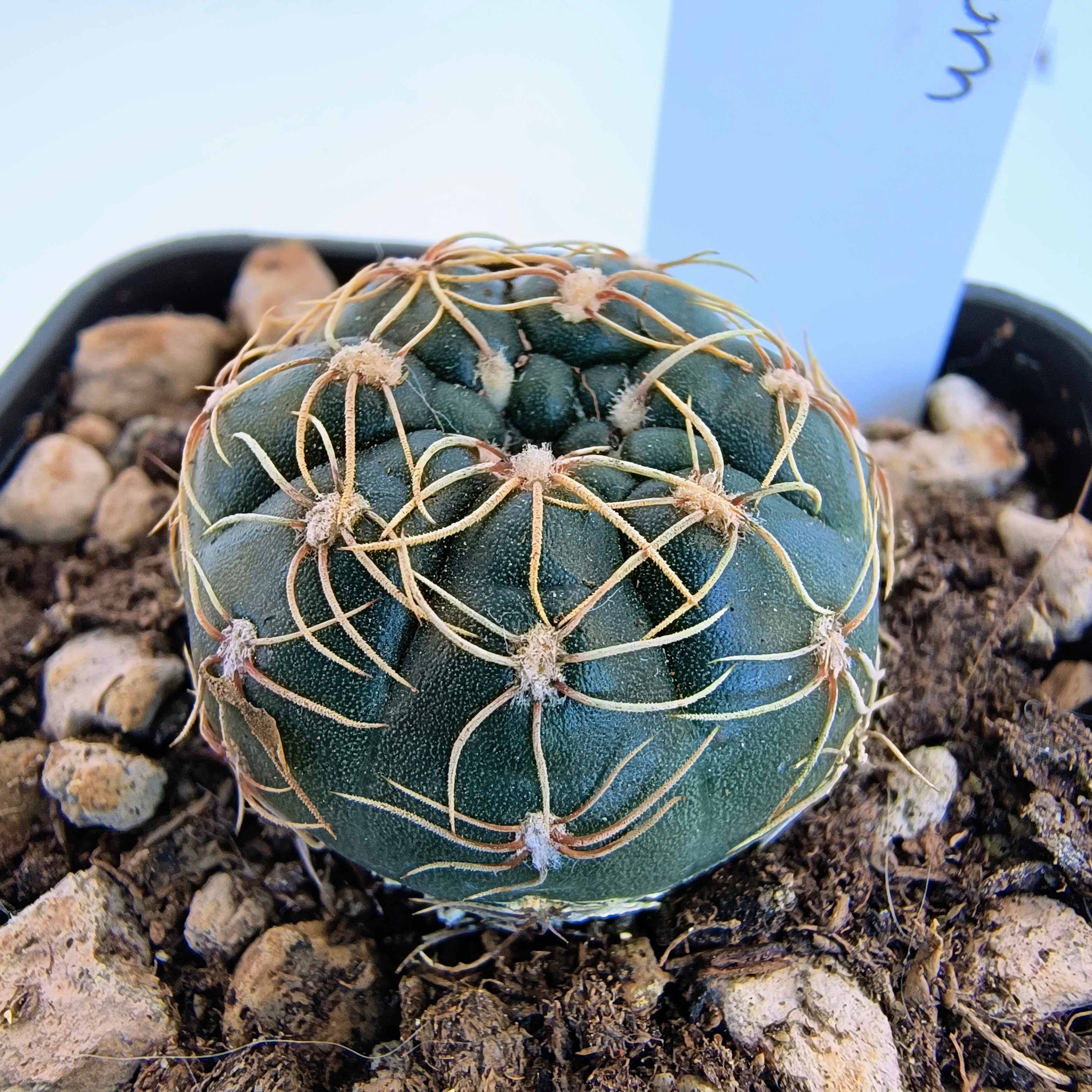 Gymnocalycium netrelianum GF 721