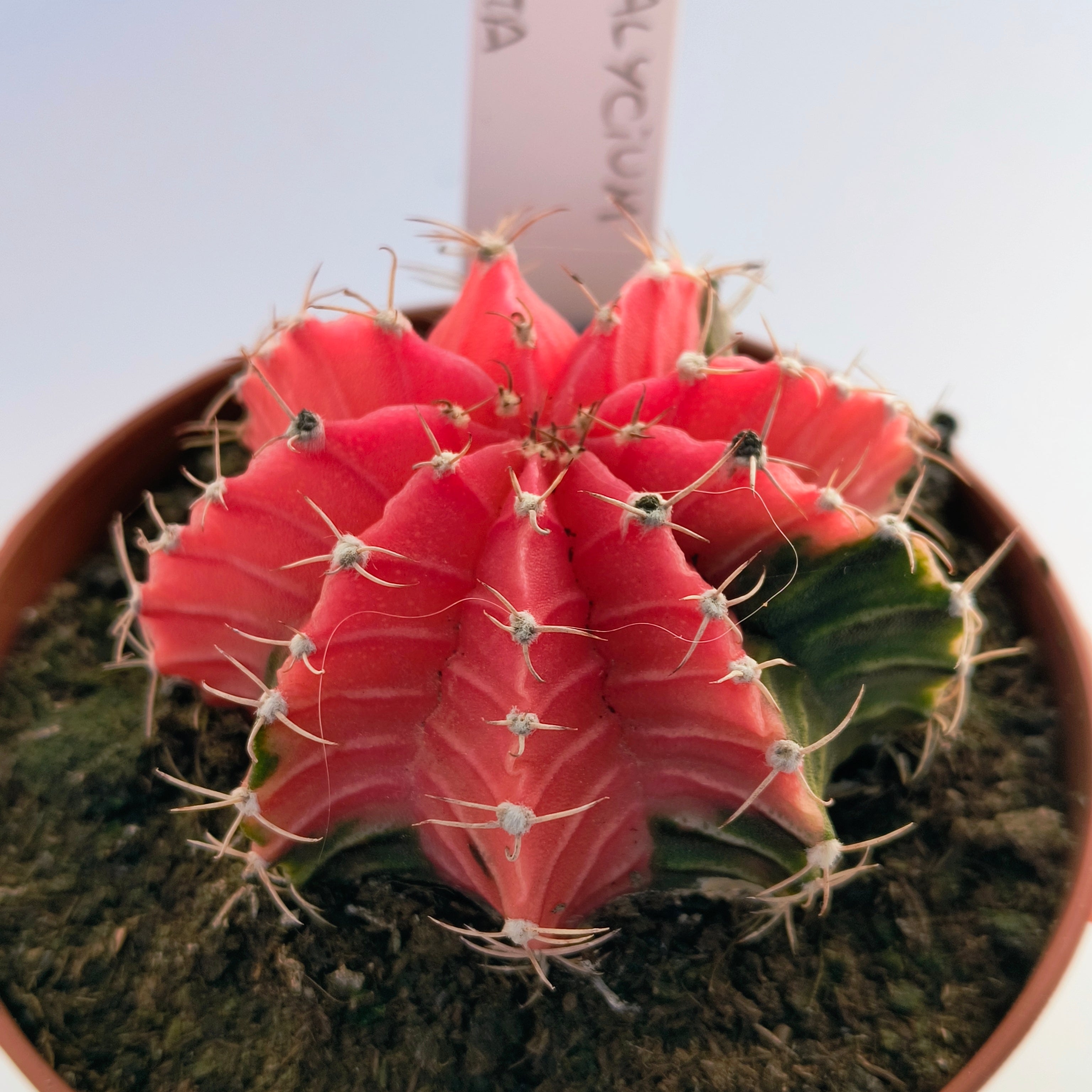 Gymnocalycium híbrido variegata