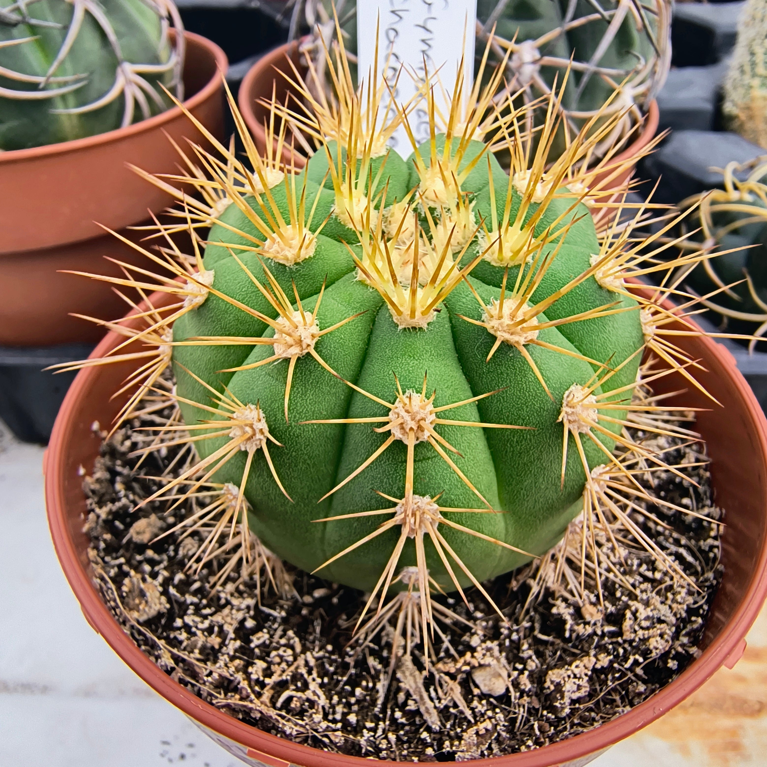 Gymnocalycium chacoense