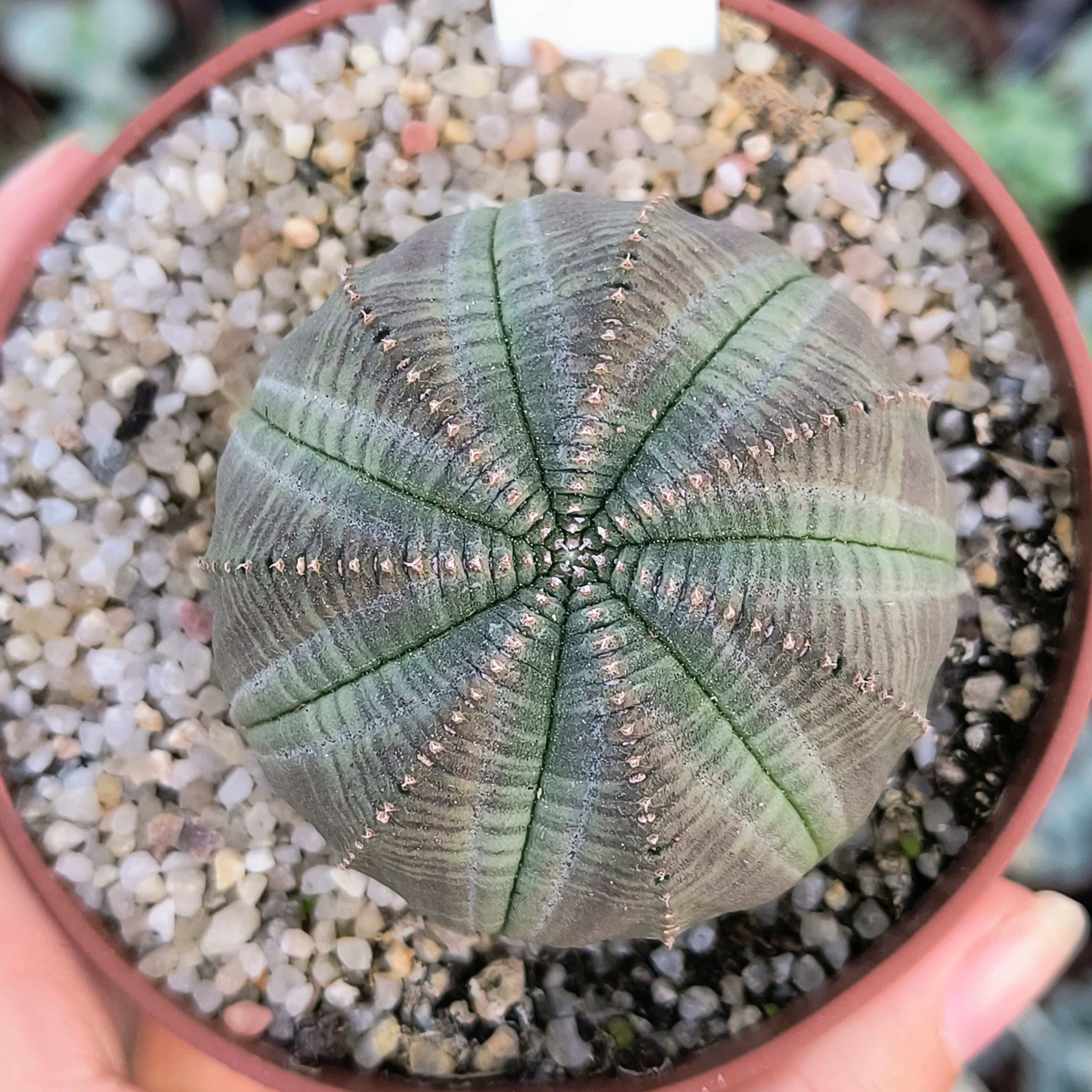 Euphorbia obesa