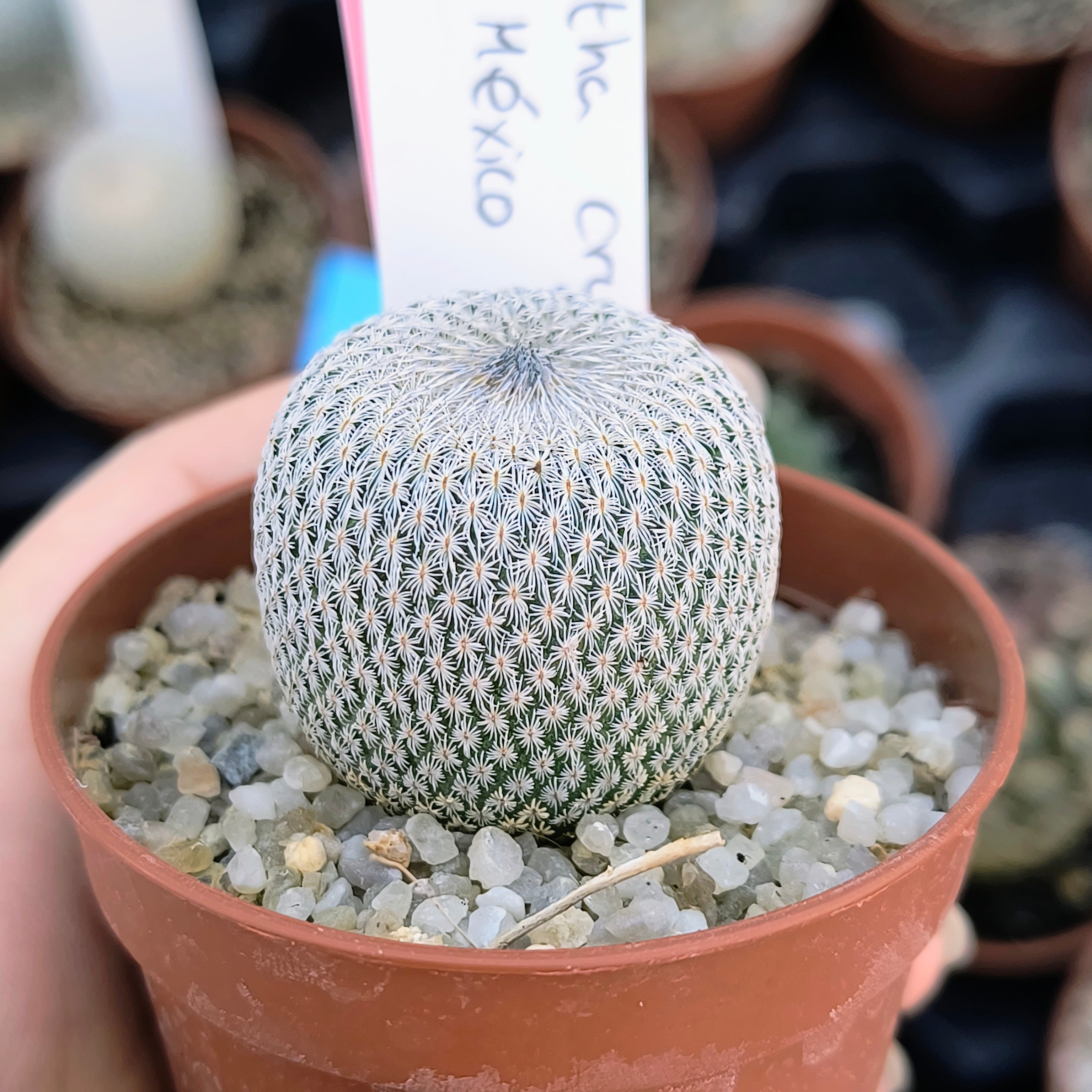 Epithelantha cryptica VM 635 Castaños, Coahuila