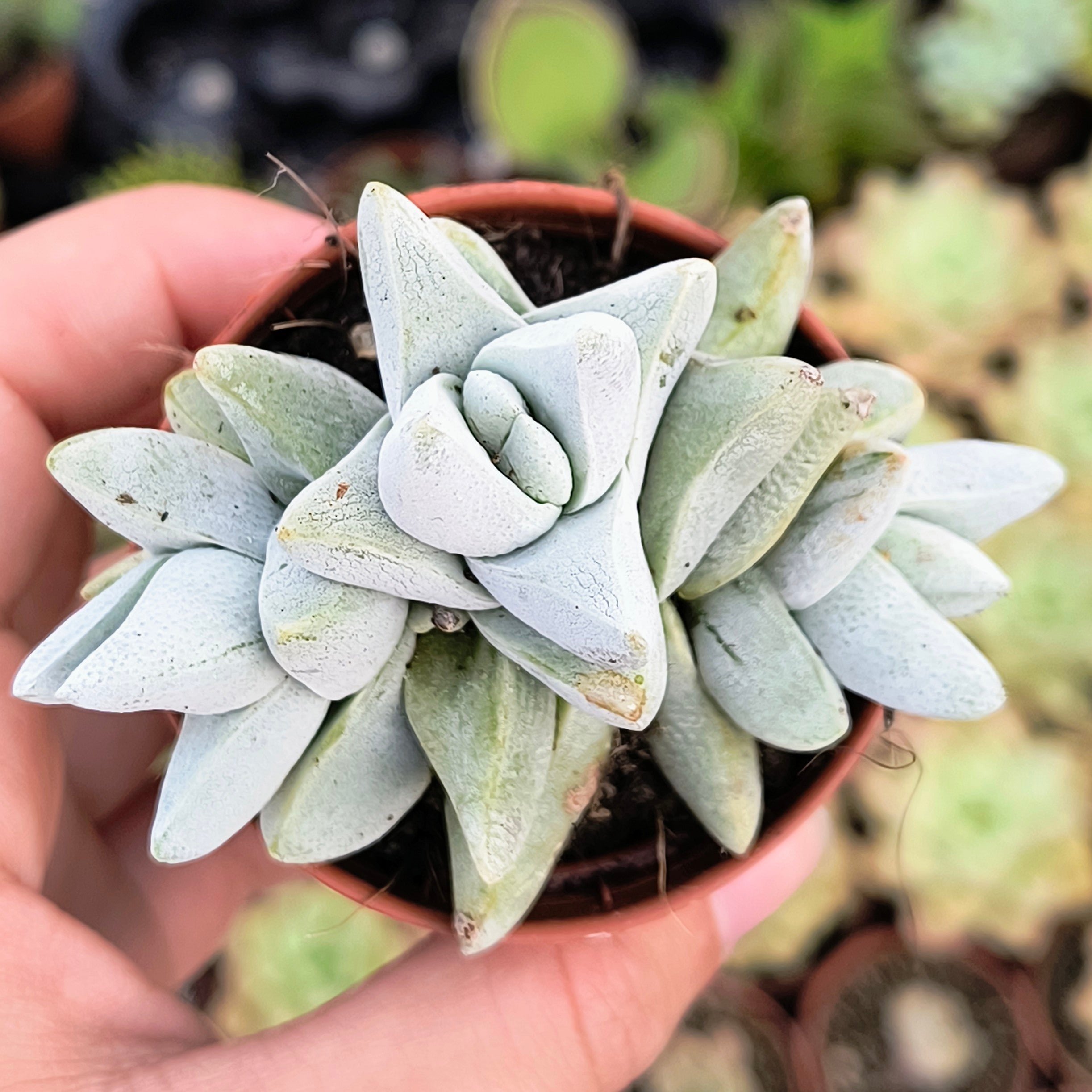 Crassula cornuta