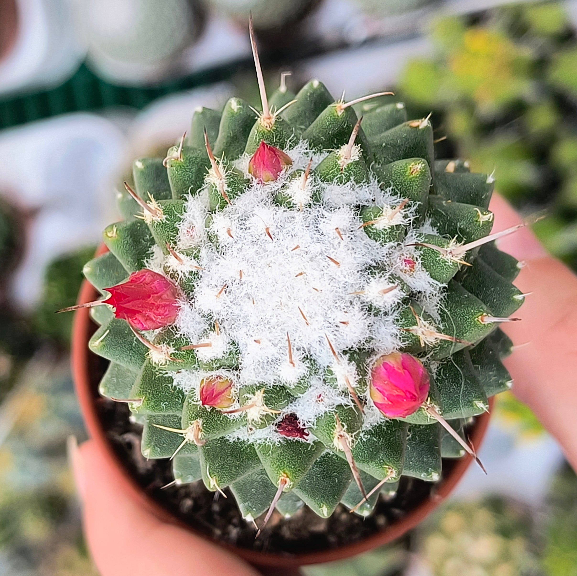 Mammillaria polythele f. inermis
