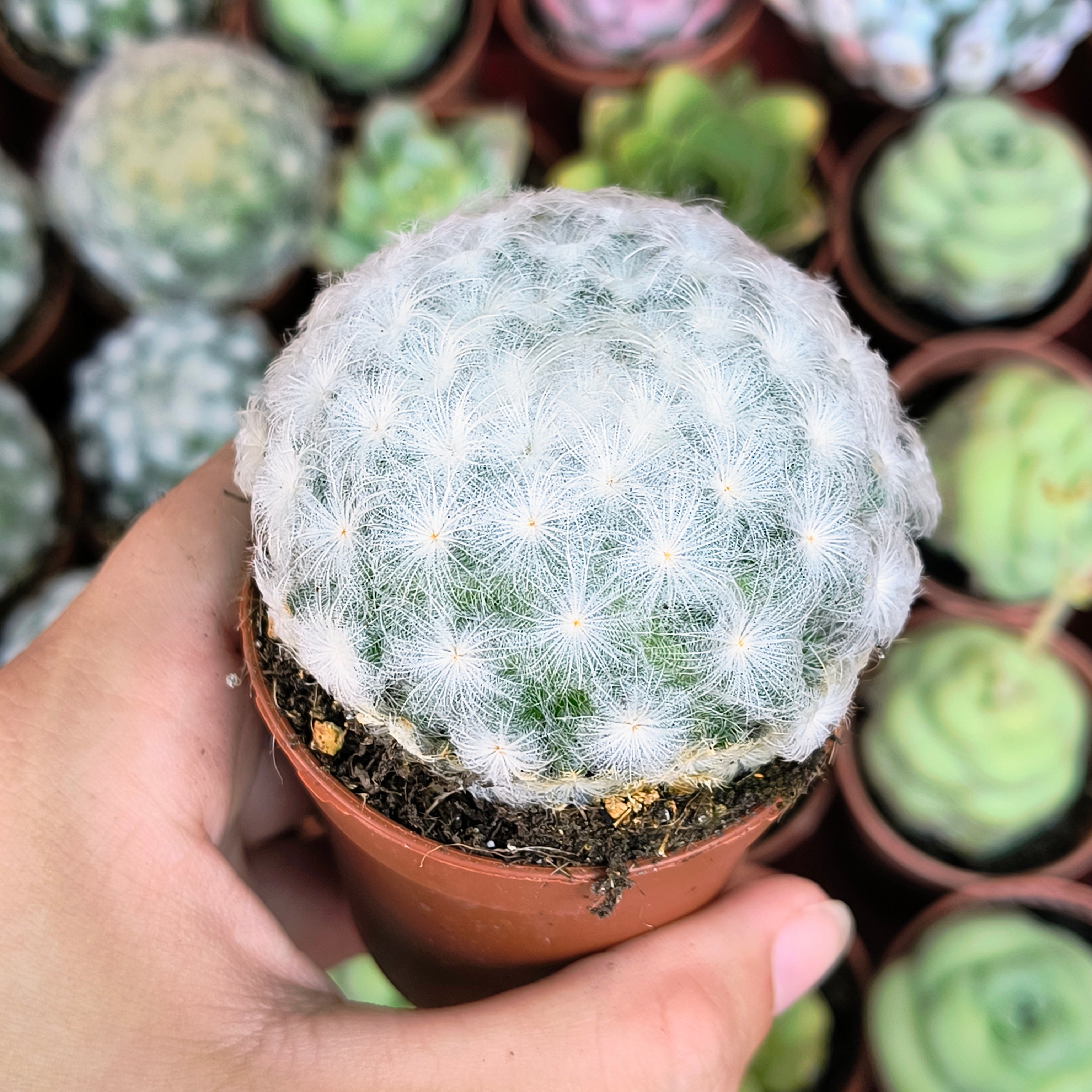 Mammillaria plumosa
