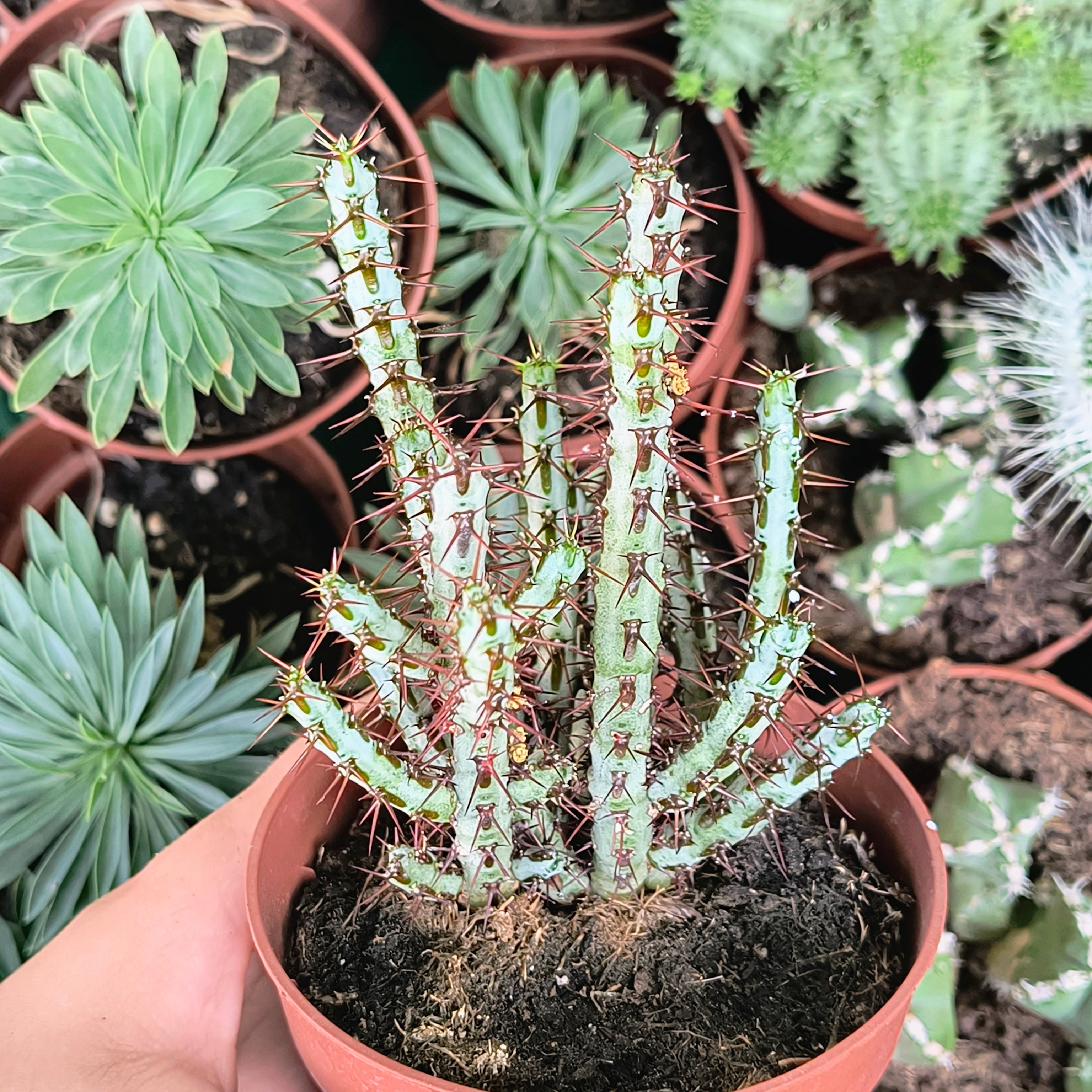 Euphorbia aeruginosa