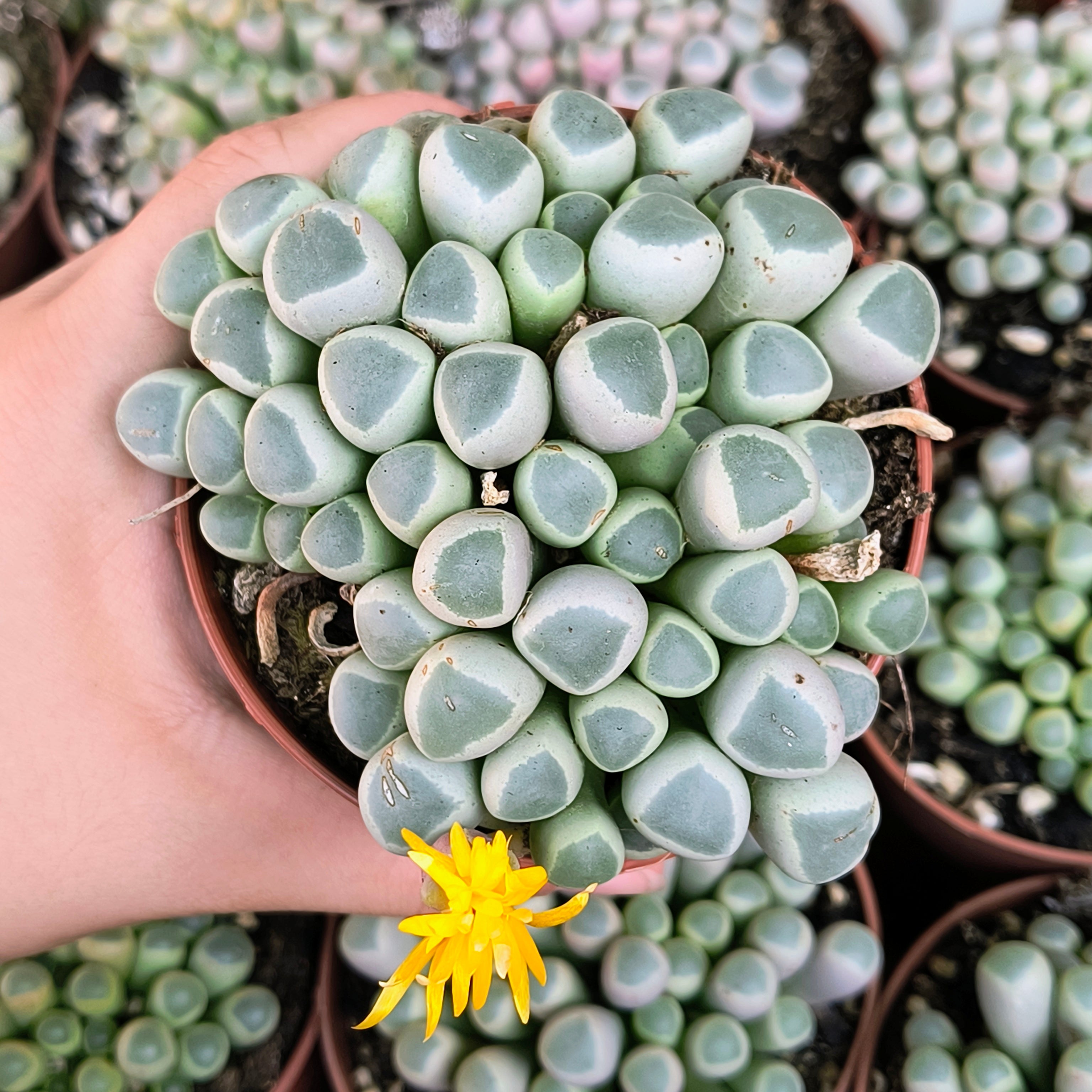 Fenestraria rhopalophylla
