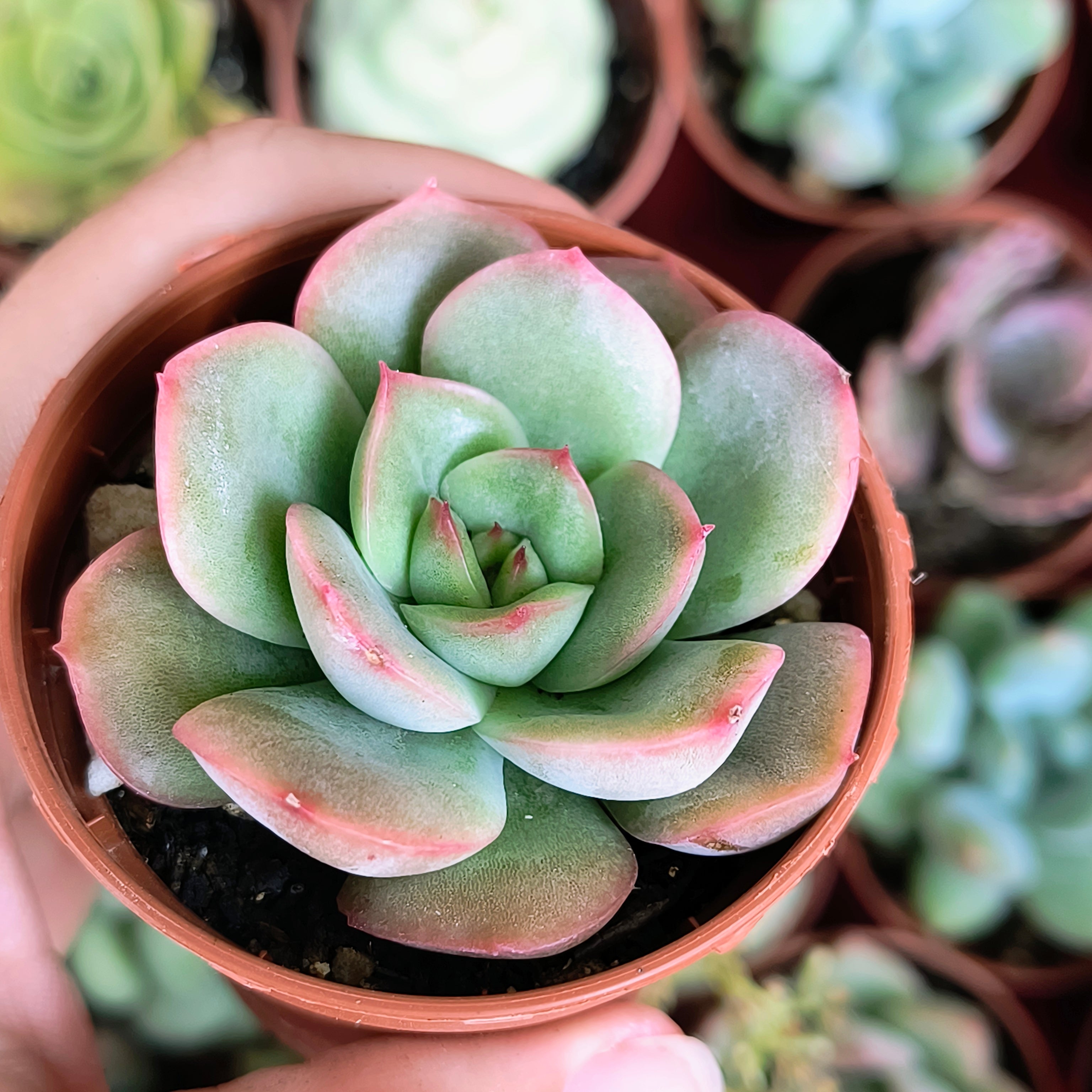 Echeveria "Patricia"