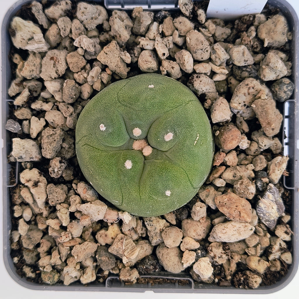 Lophophora diffusa cv. "Koike"