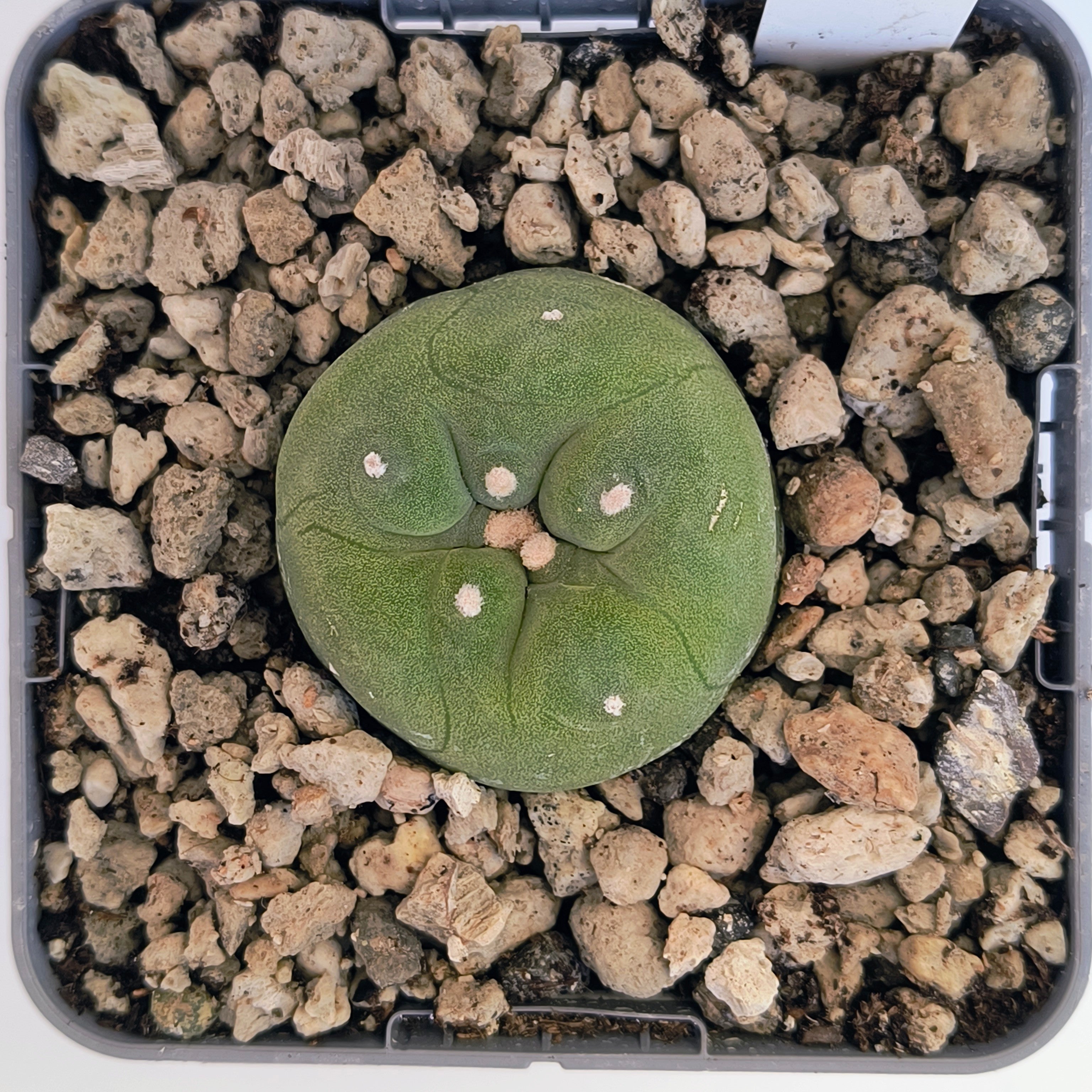 Lophophora diffusa cv. "Koike"