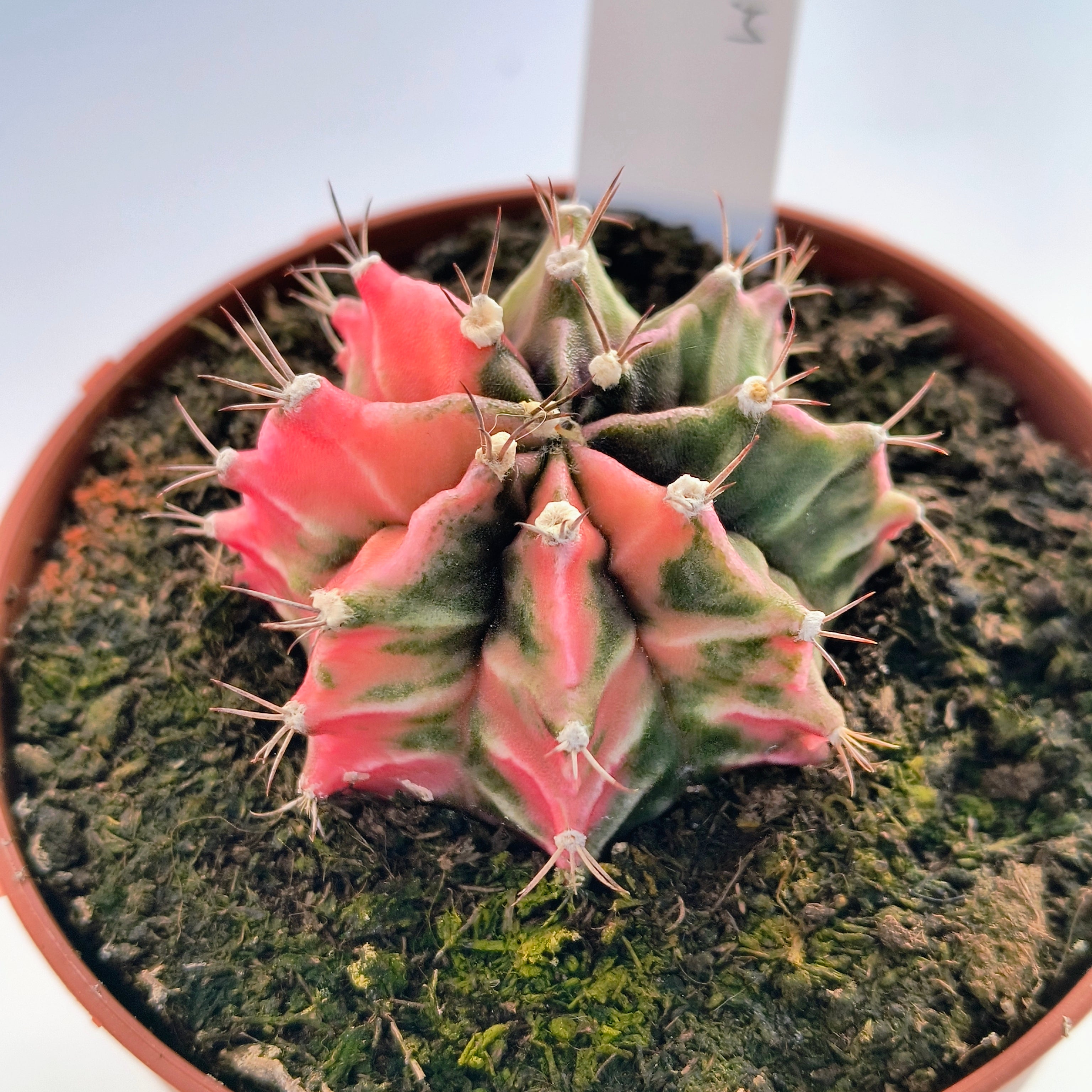 Gymnocalycium híbrido variegata