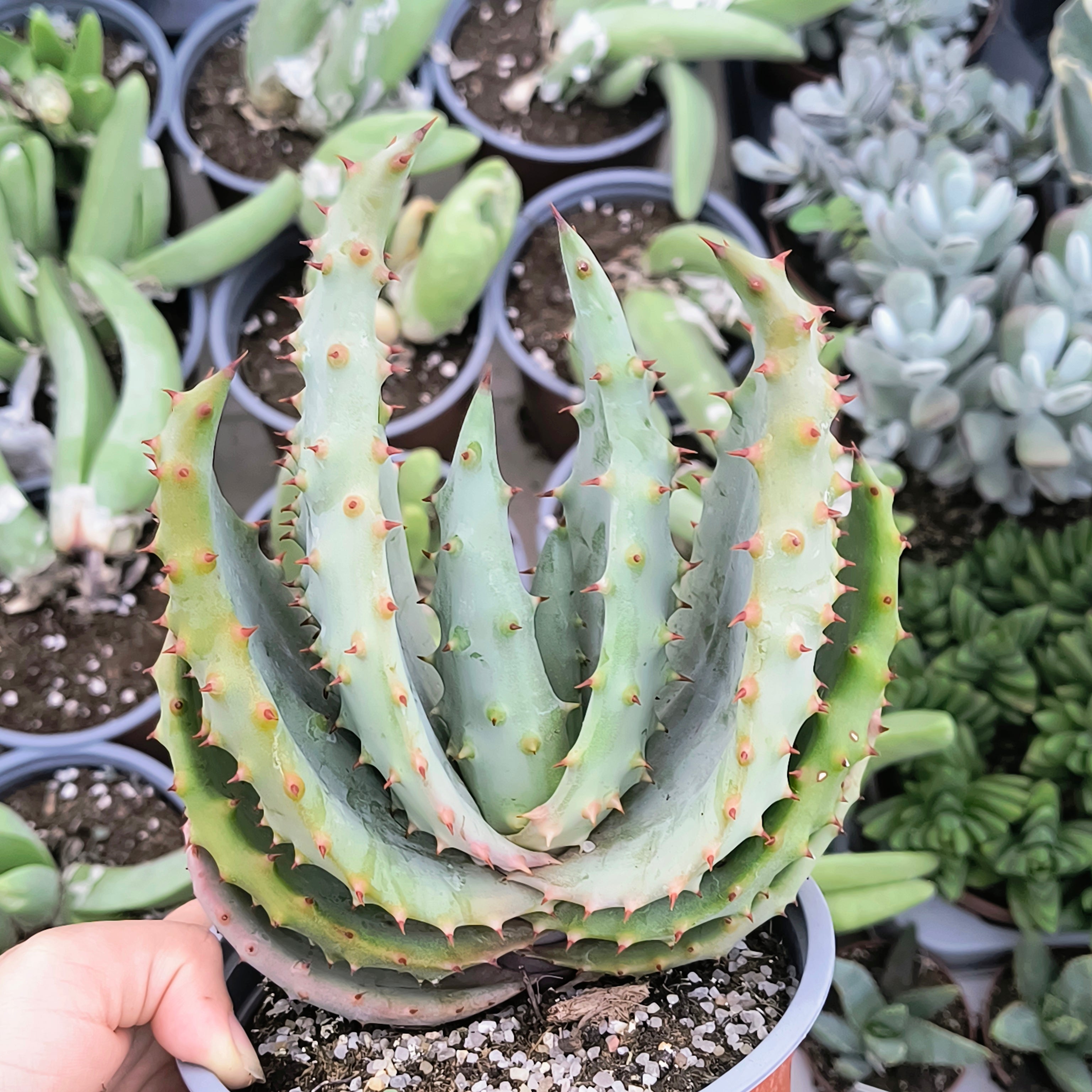 Aloe pleglerae