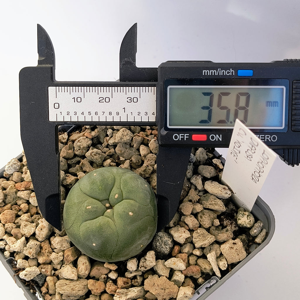 Lophophora diffusa cv. "Koike"