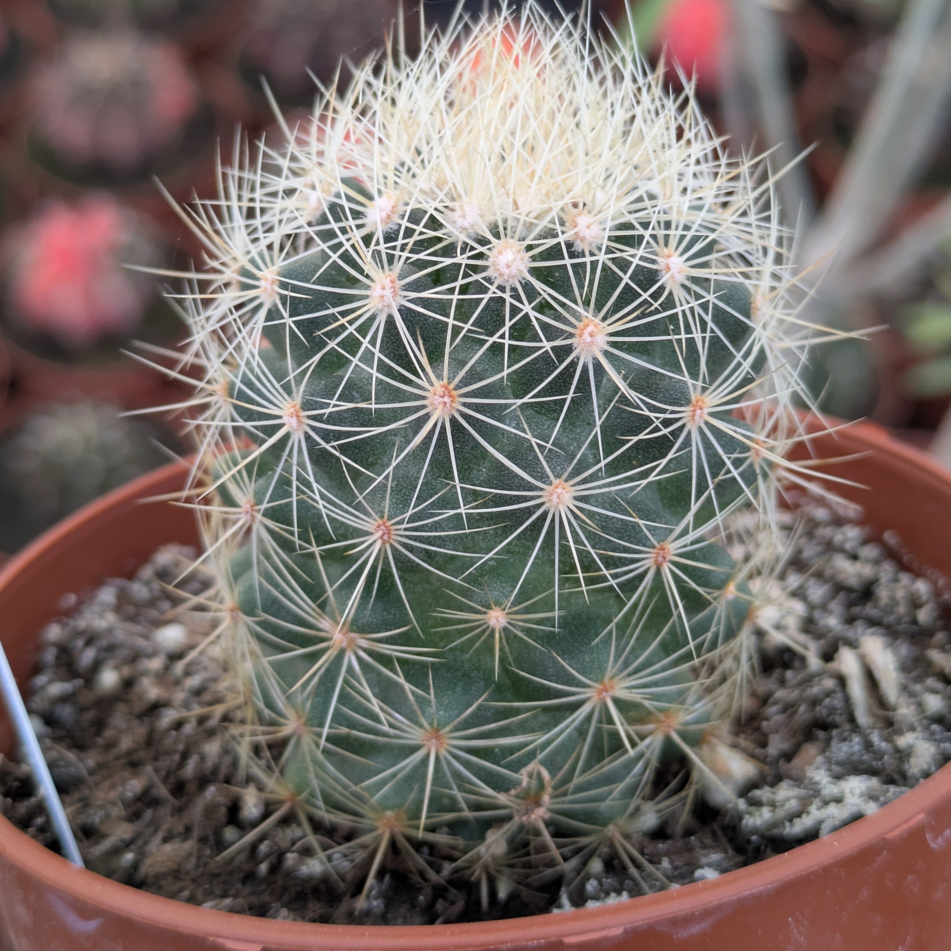 Acharagma (Escobaria) roseana SB 277 Saltillo, Coahuila