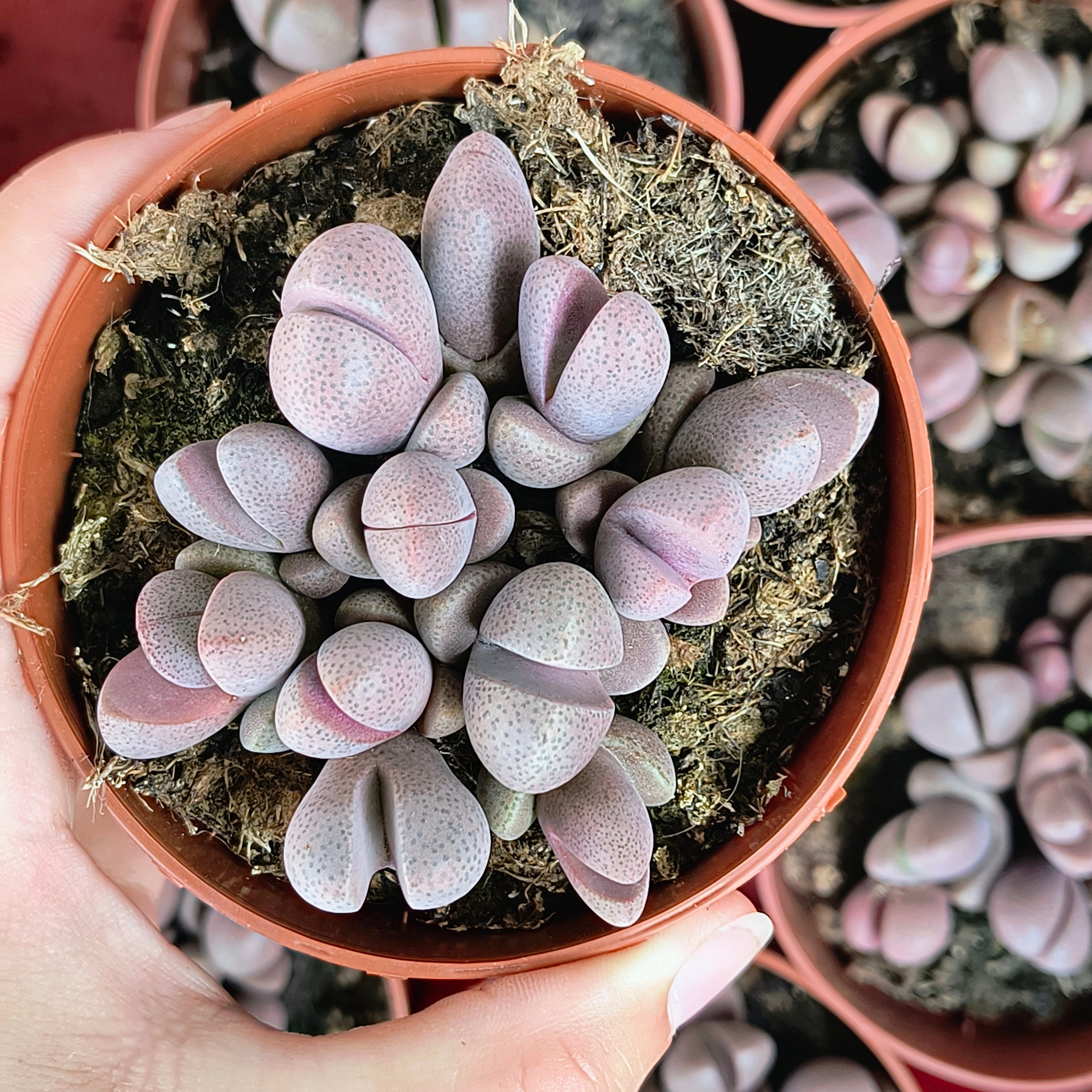 Pleiospilos nelii "Royal Flush"