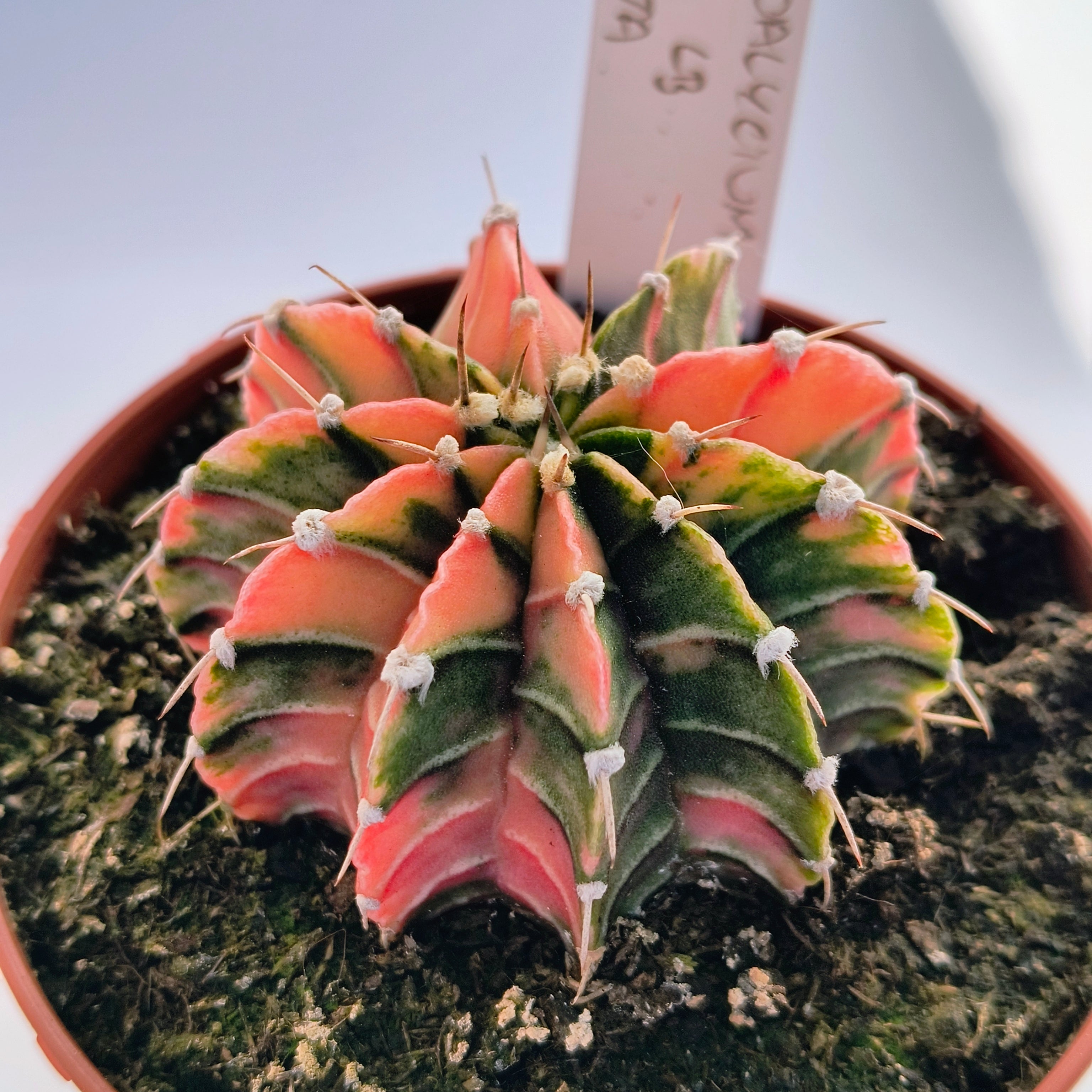 Gymnocalycium híbrido LB variegata