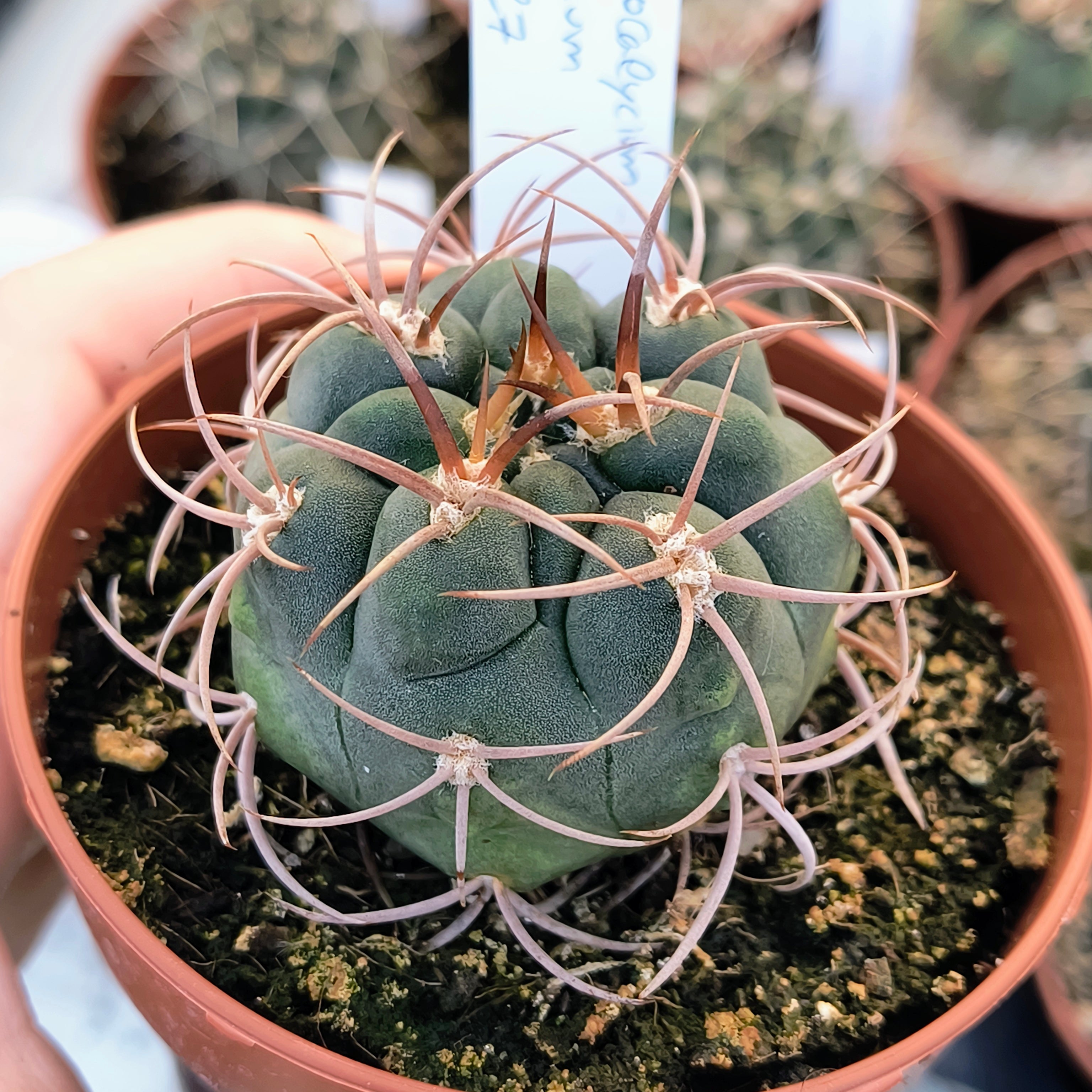 Gymnocalycium tillianum R 227 Sierra Ambato, Catamarca