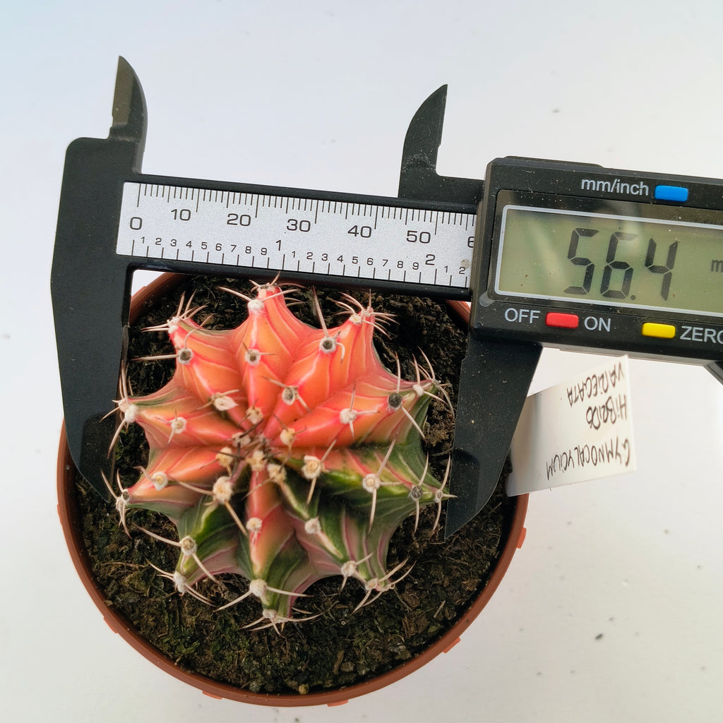 Gymnocalycium híbrido variegata