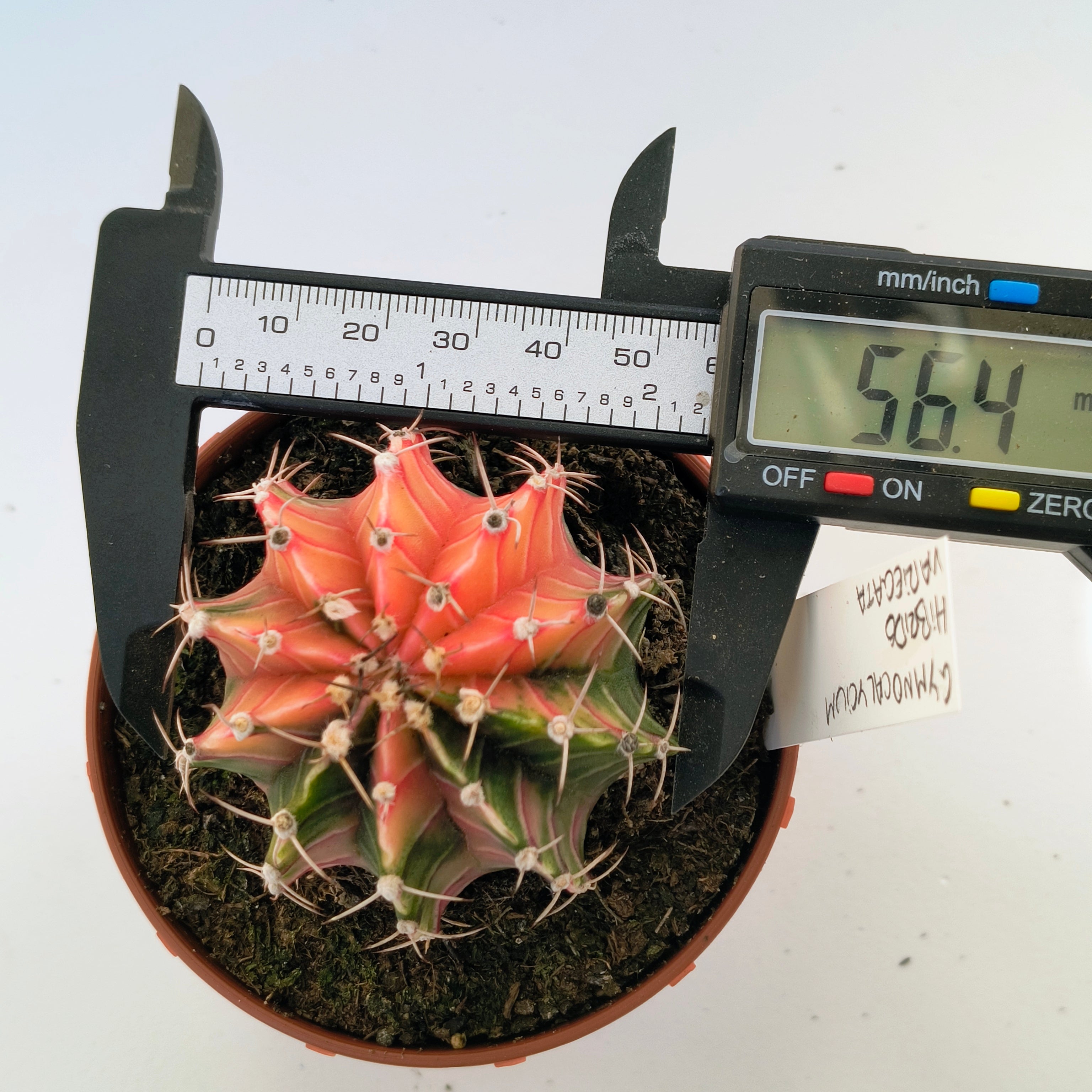 Gymnocalycium híbrido variegata