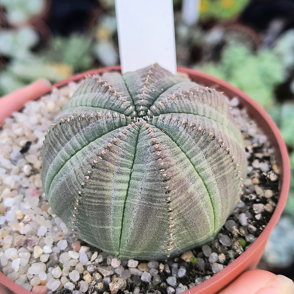 Euphorbia obesa