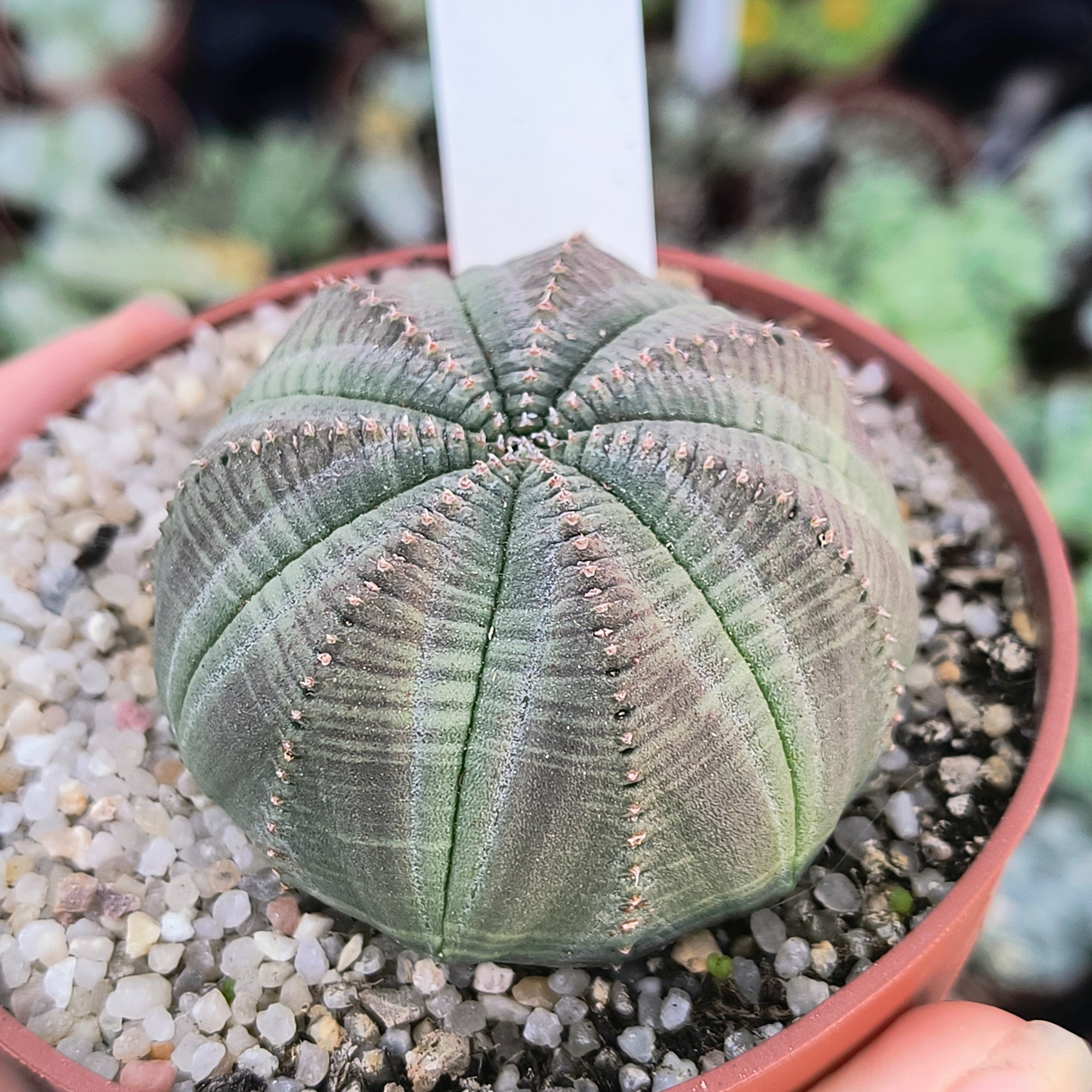 Euphorbia obesa
