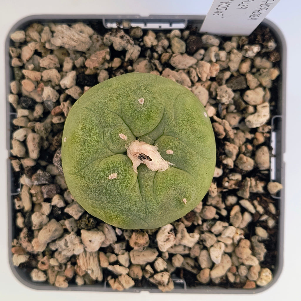 Lophophora diffusa cv. "Koike"