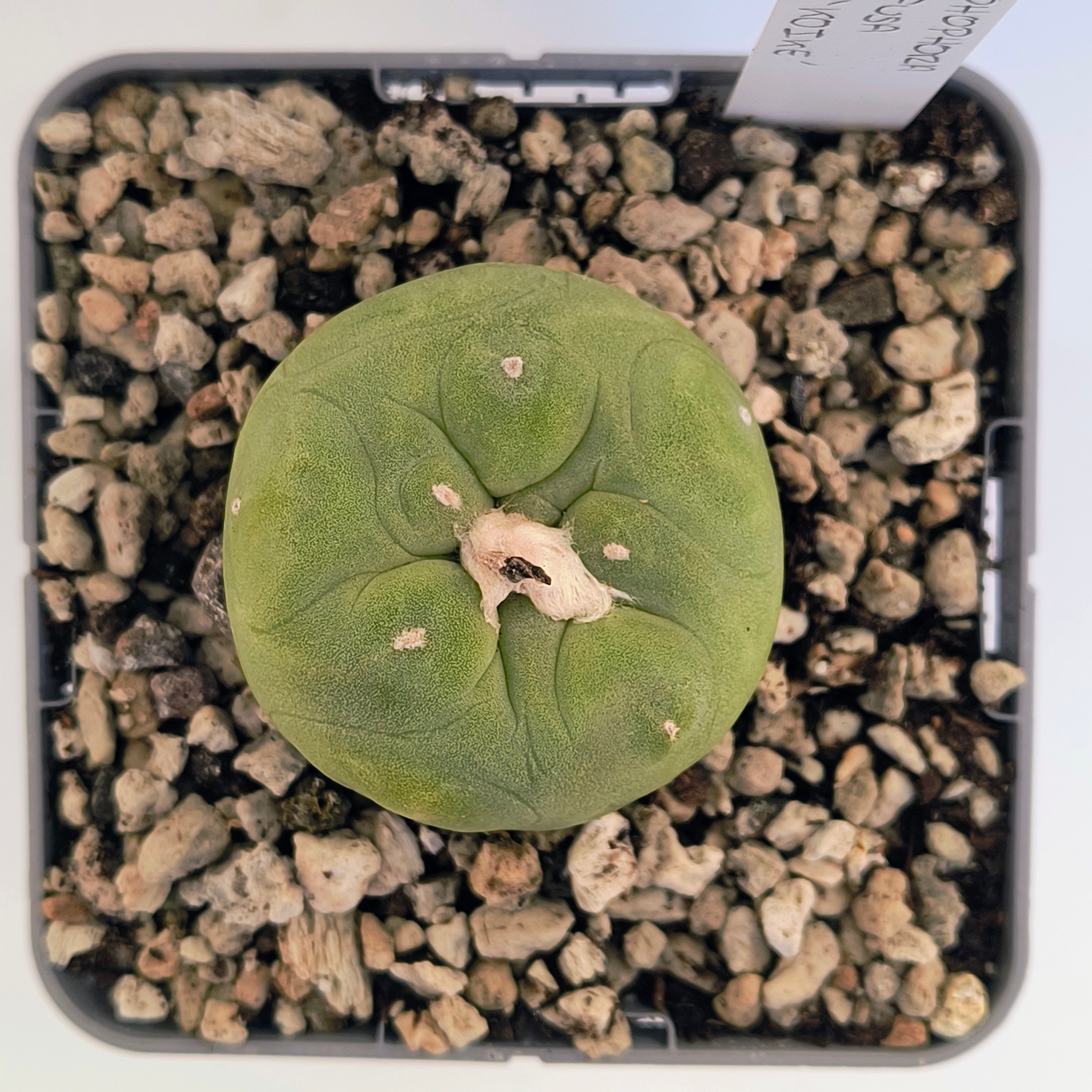 Lophophora diffusa cv. "Koike"