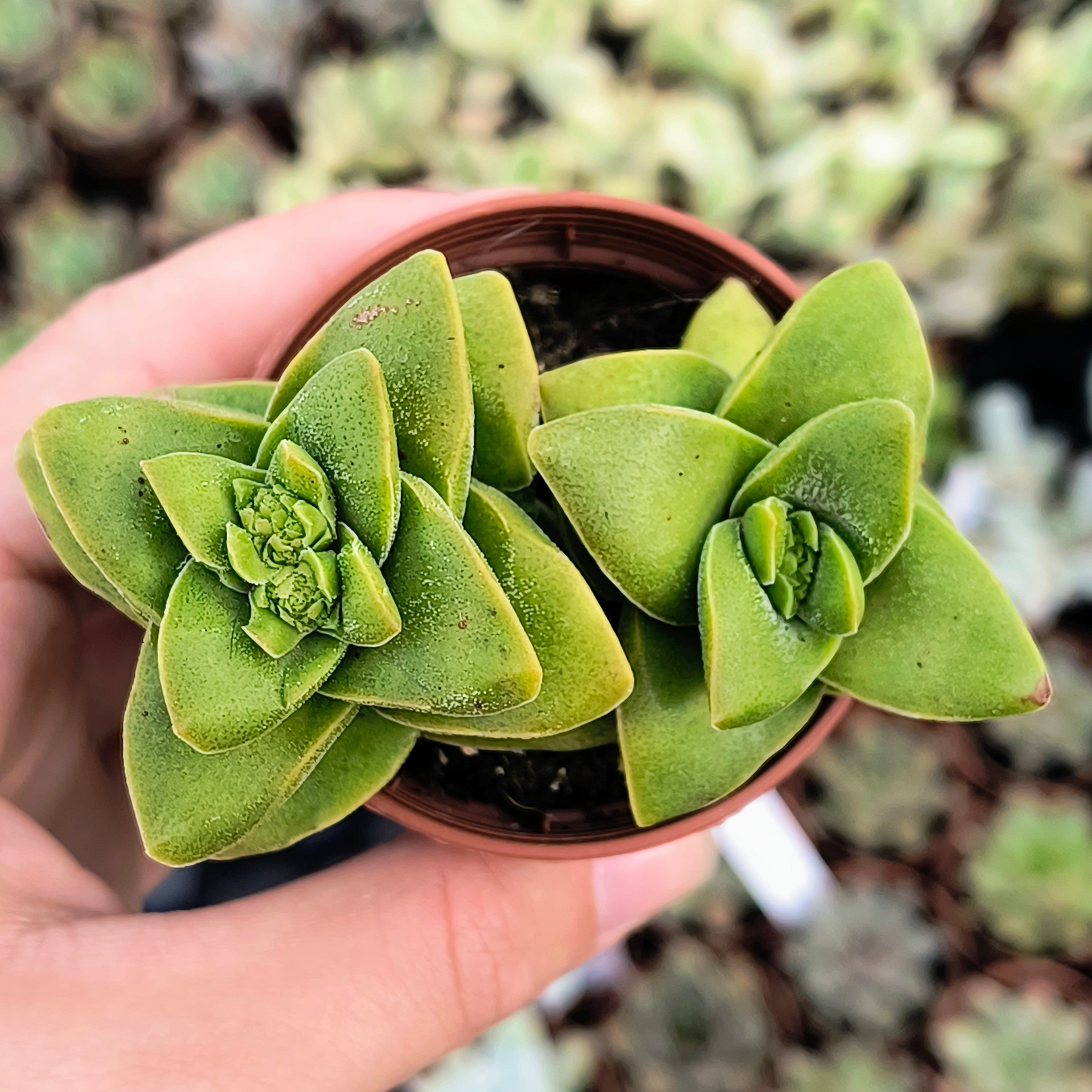 Crassula cv. "Springtime"