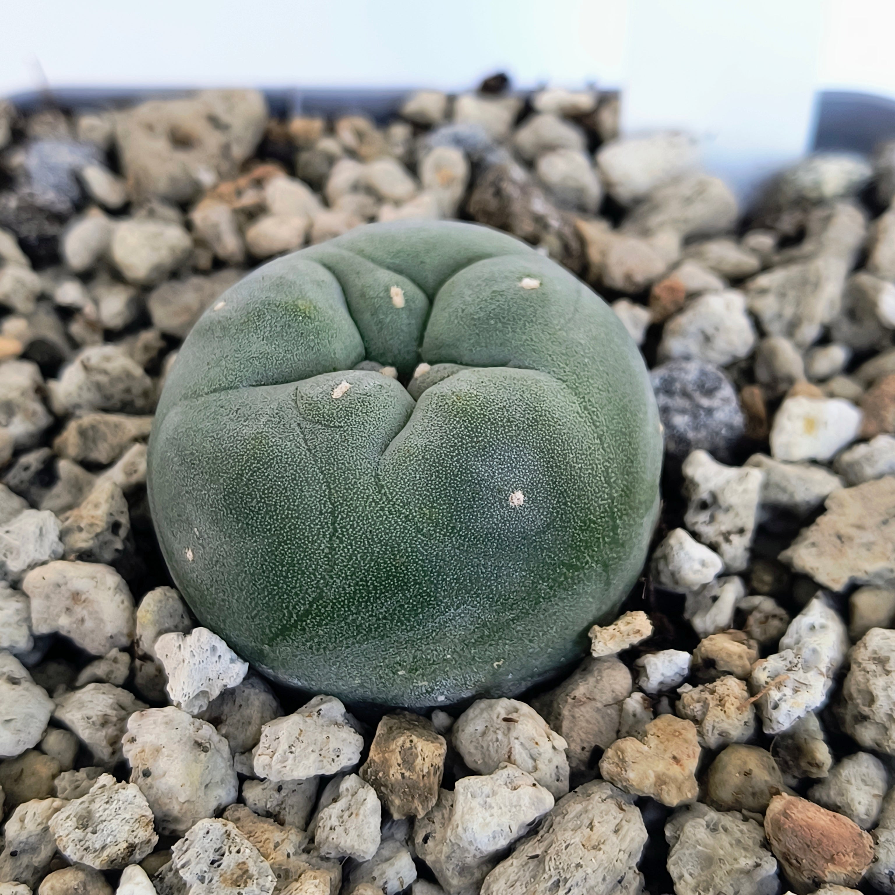 Lophophora diffusa cv. "Koike"