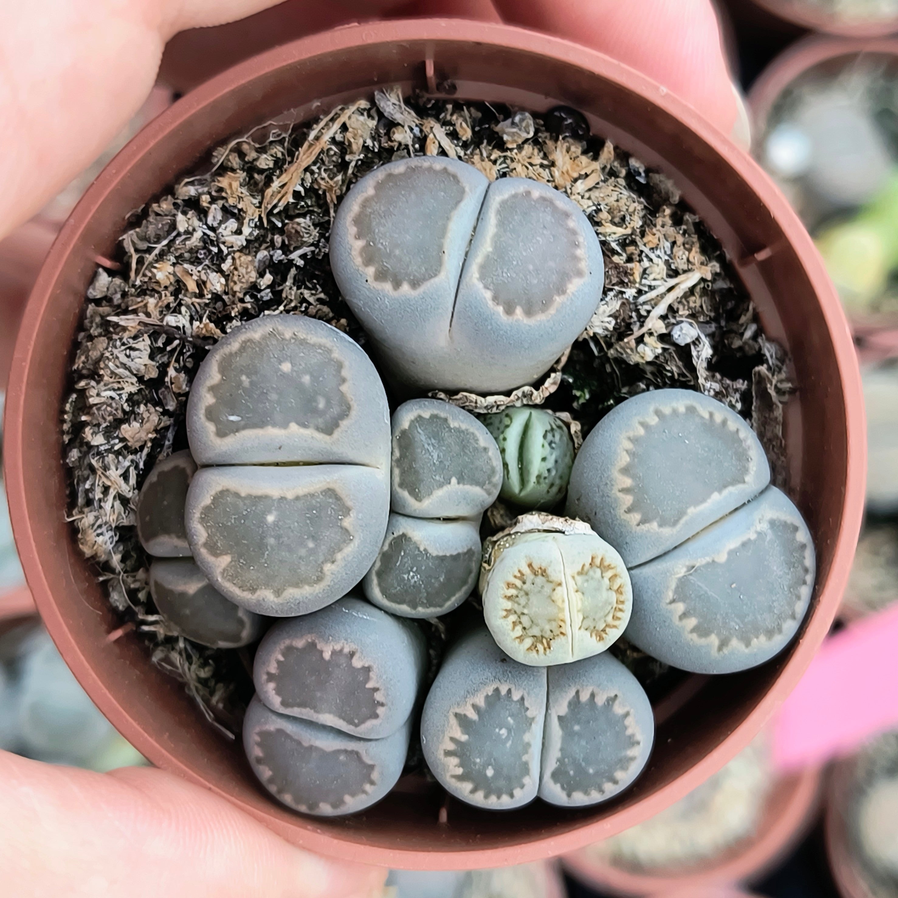 Lithops grises