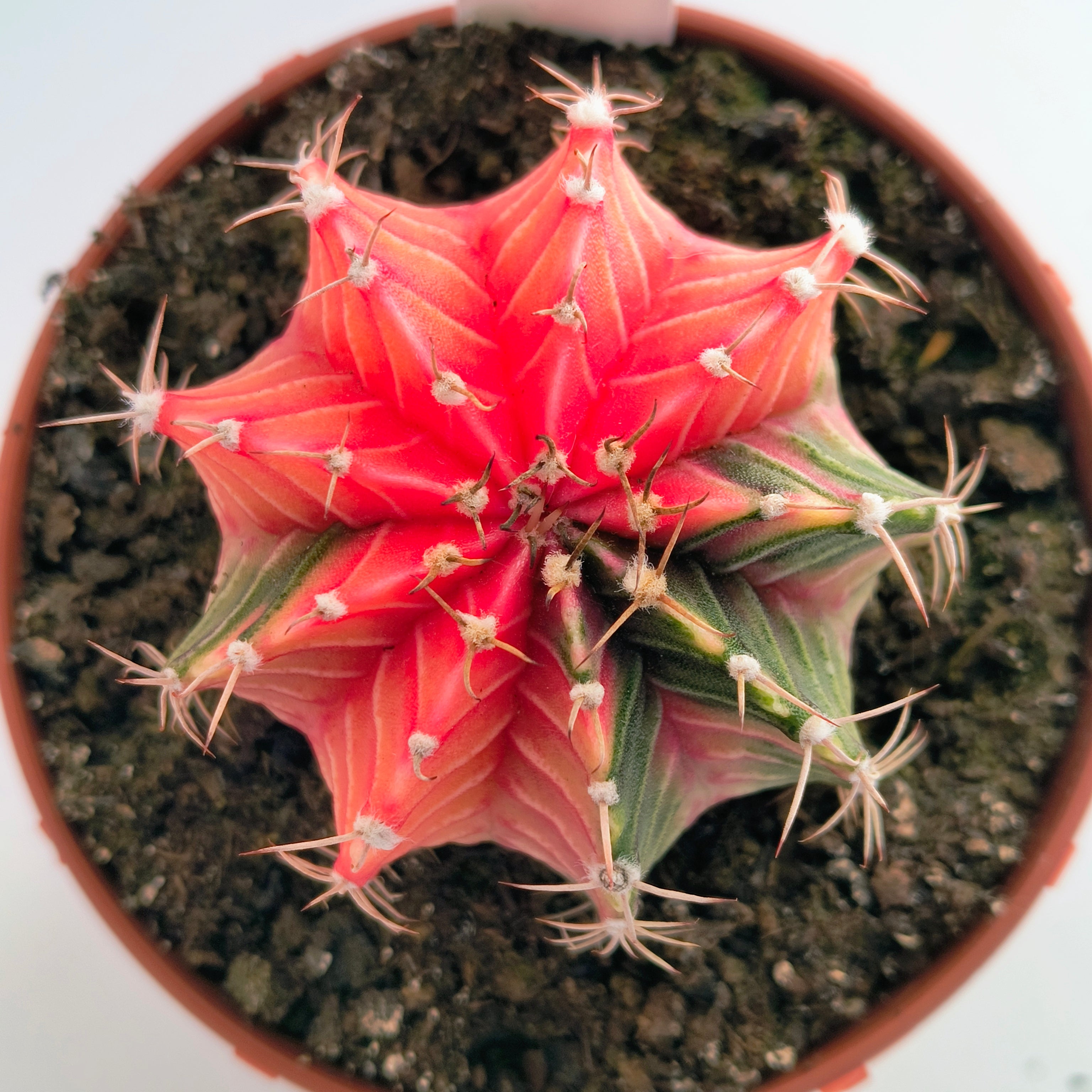 Gymnocalycium híbrido variegata