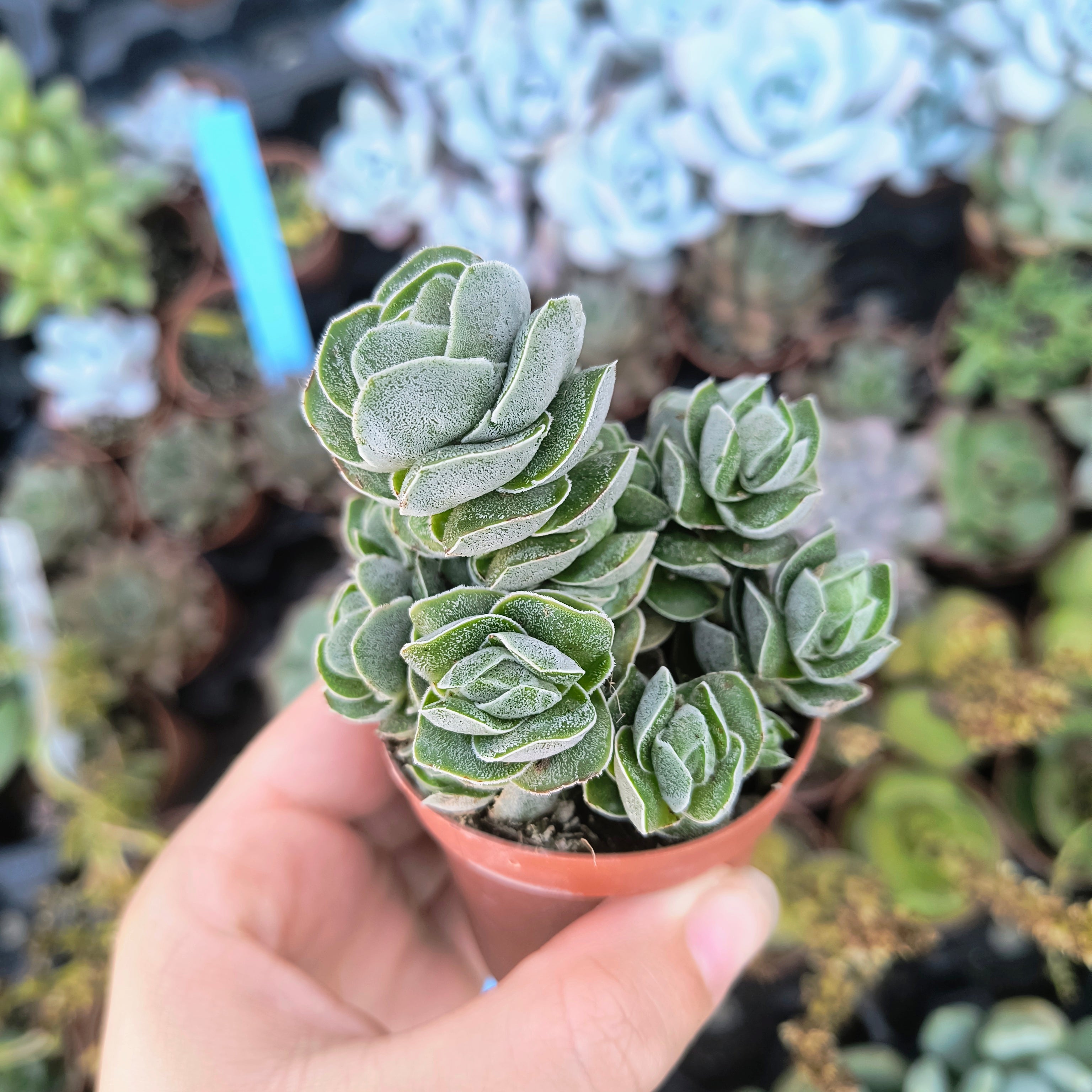 Crassula pangolín