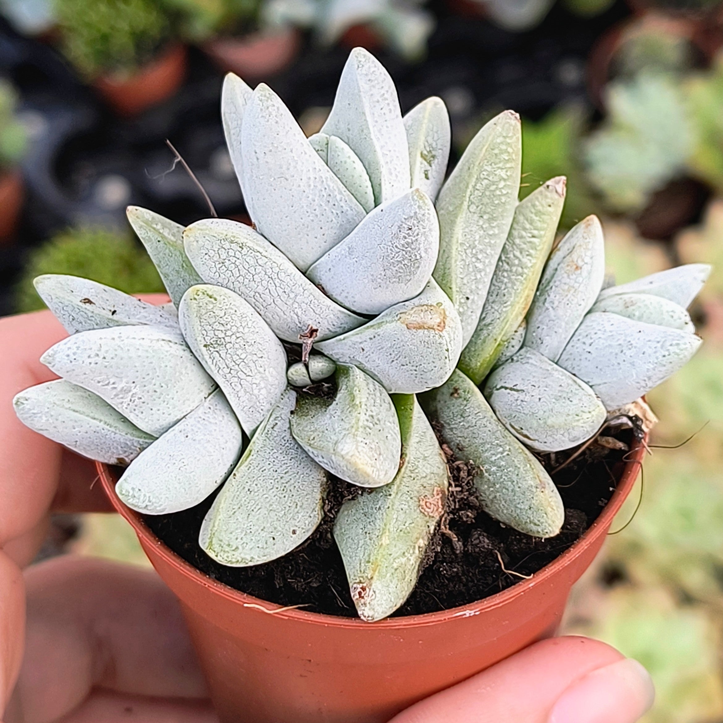 Crassula cornuta