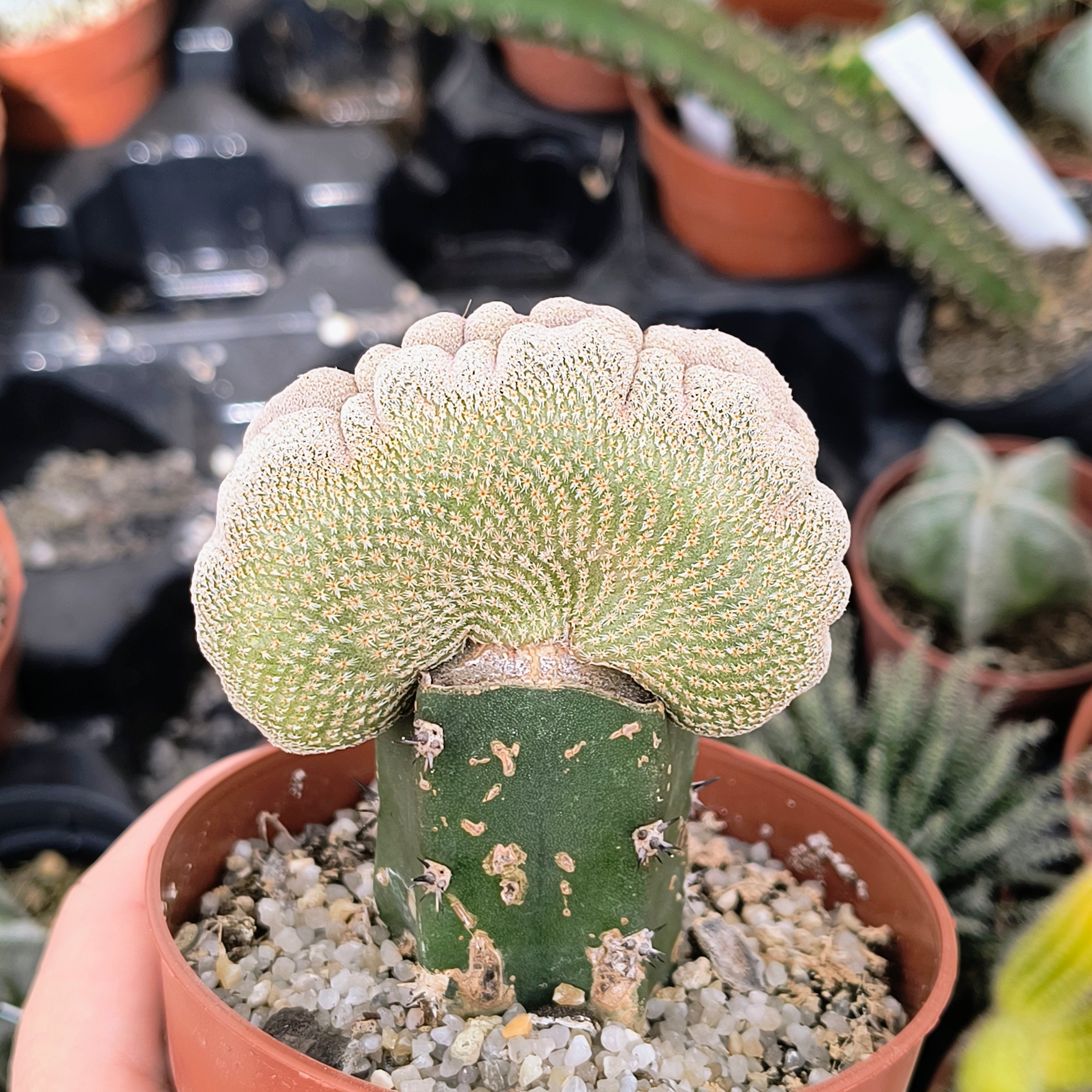 Epithelantha bokei cristata
