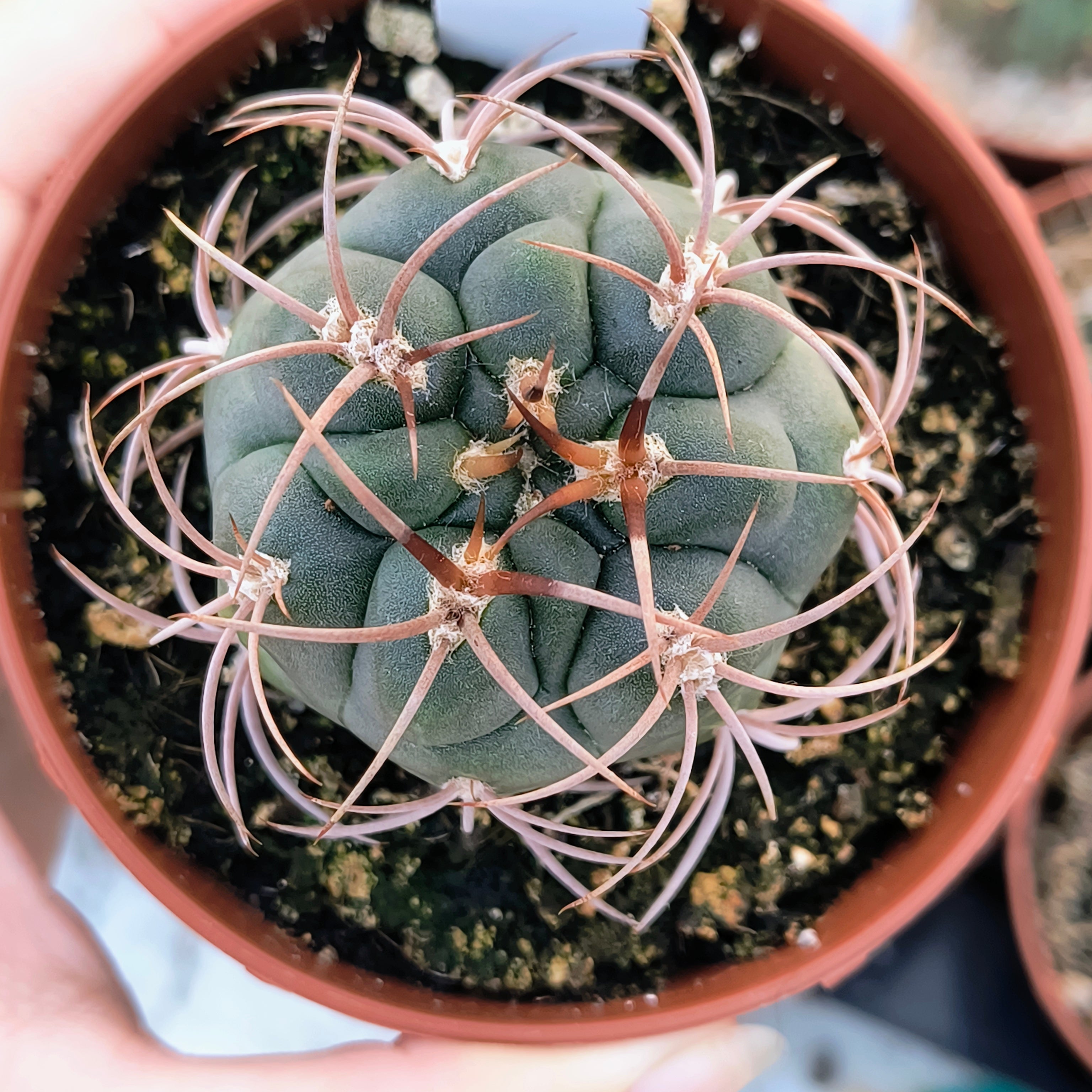 Gymnocalycium tillianum R 227 Sierra Ambato, Catamarca