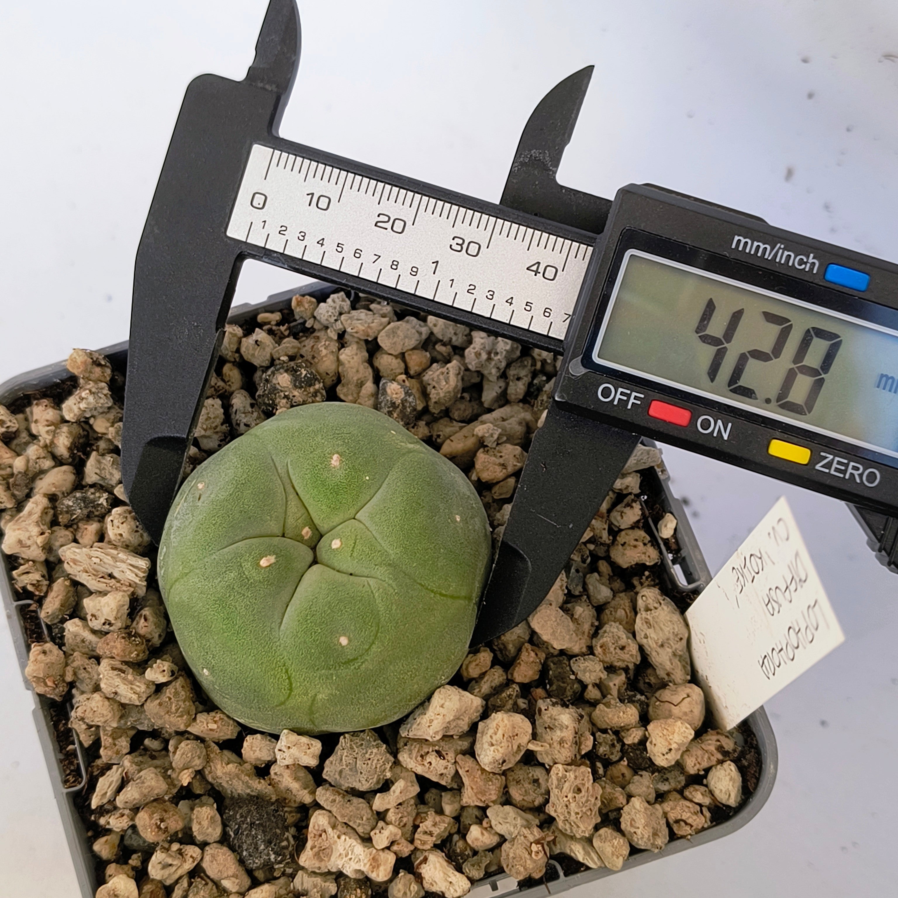 Lophophora diffusa cv. "Koike"