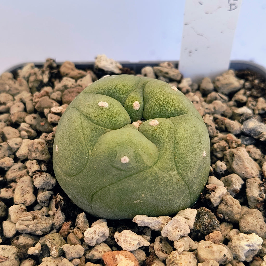 Lophophora diffusa cv. "Koike"