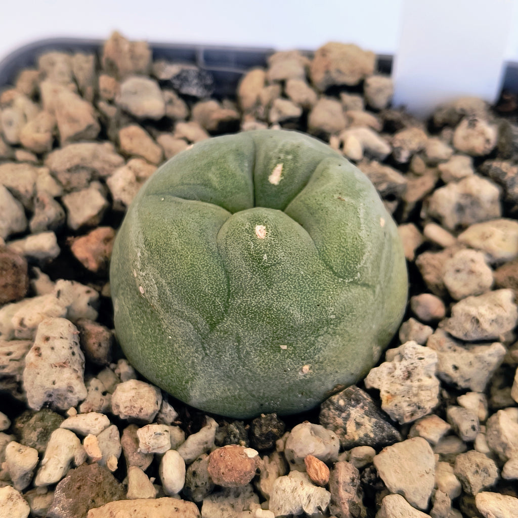Lophophora diffusa cv. "Koike"