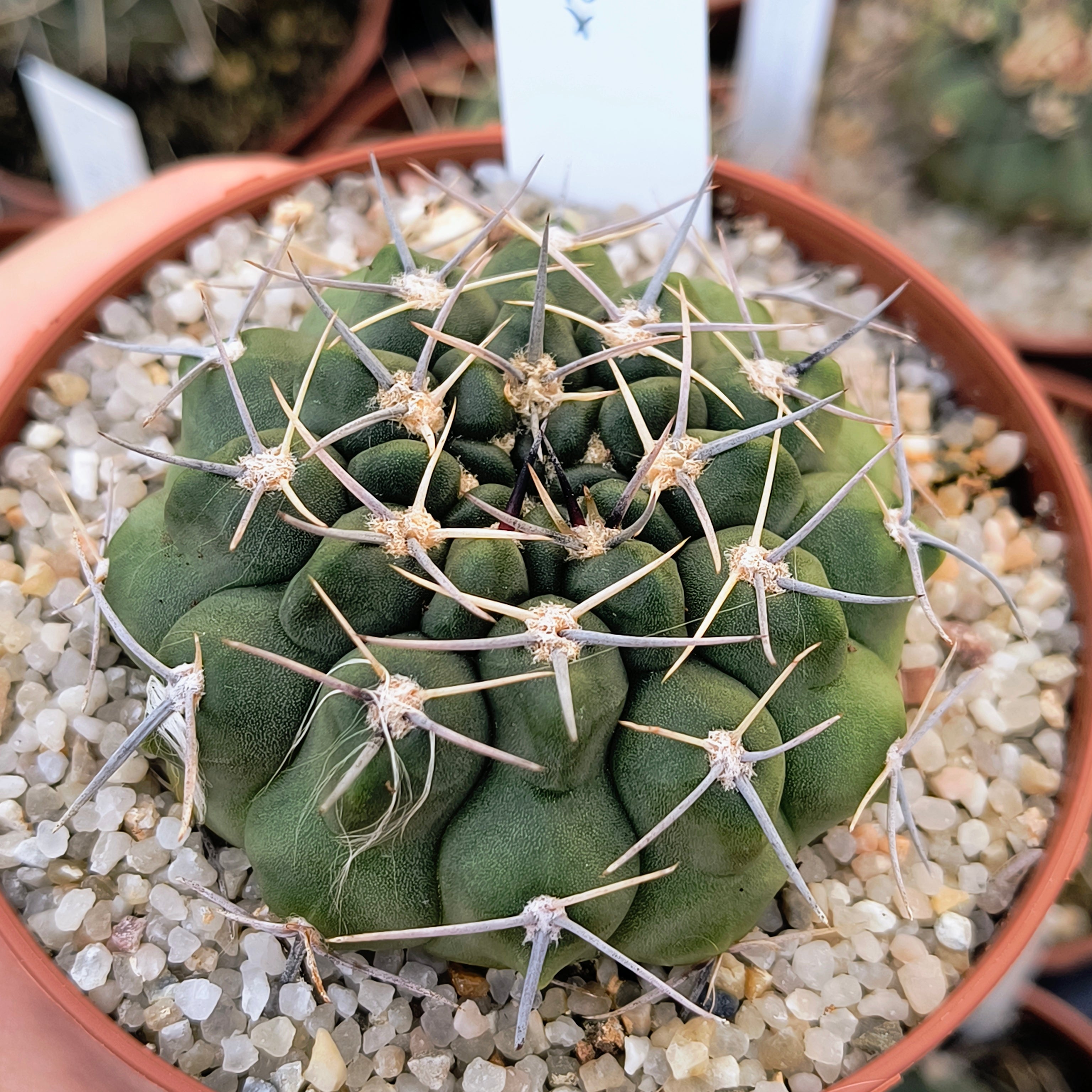 Gymnocalycium bicolor v. simplex STO 282, 5km al Oeste de Caminiaga, Córdoba